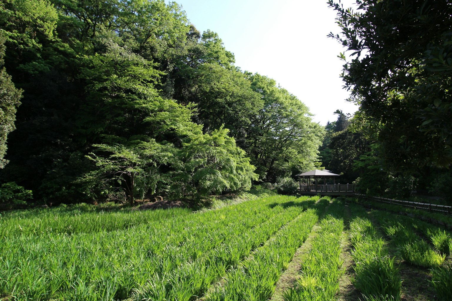 Champ de riz luxuriant entouré de verdure et d'arbres