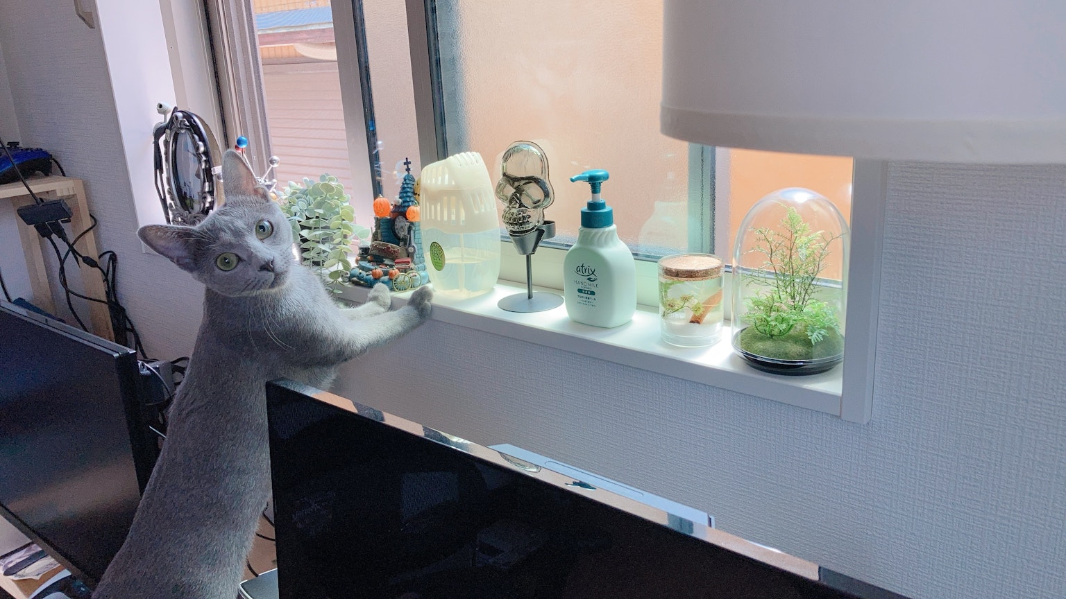 Chat gris près de la fenêtre avec diverses plantes et objets décoratifs