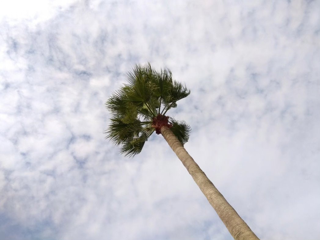 風にそよぐヤシの木と雲の空