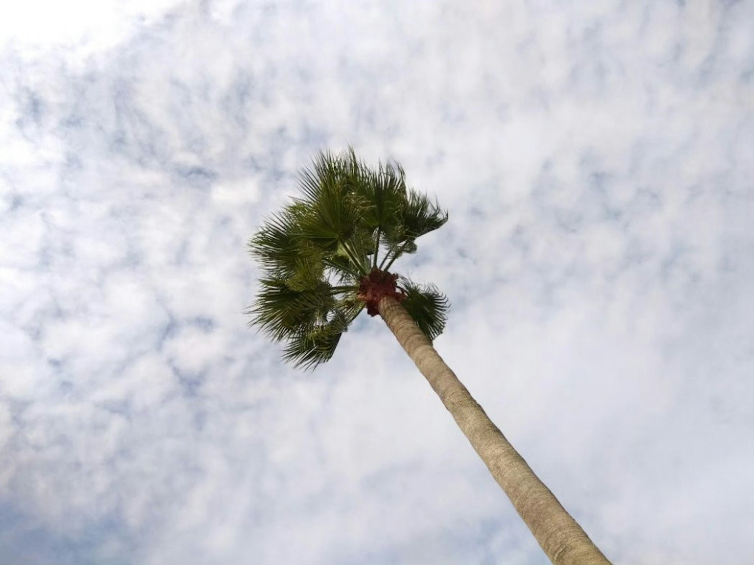 Pohon palem tinggi mengarah ke langit dengan awan tipis