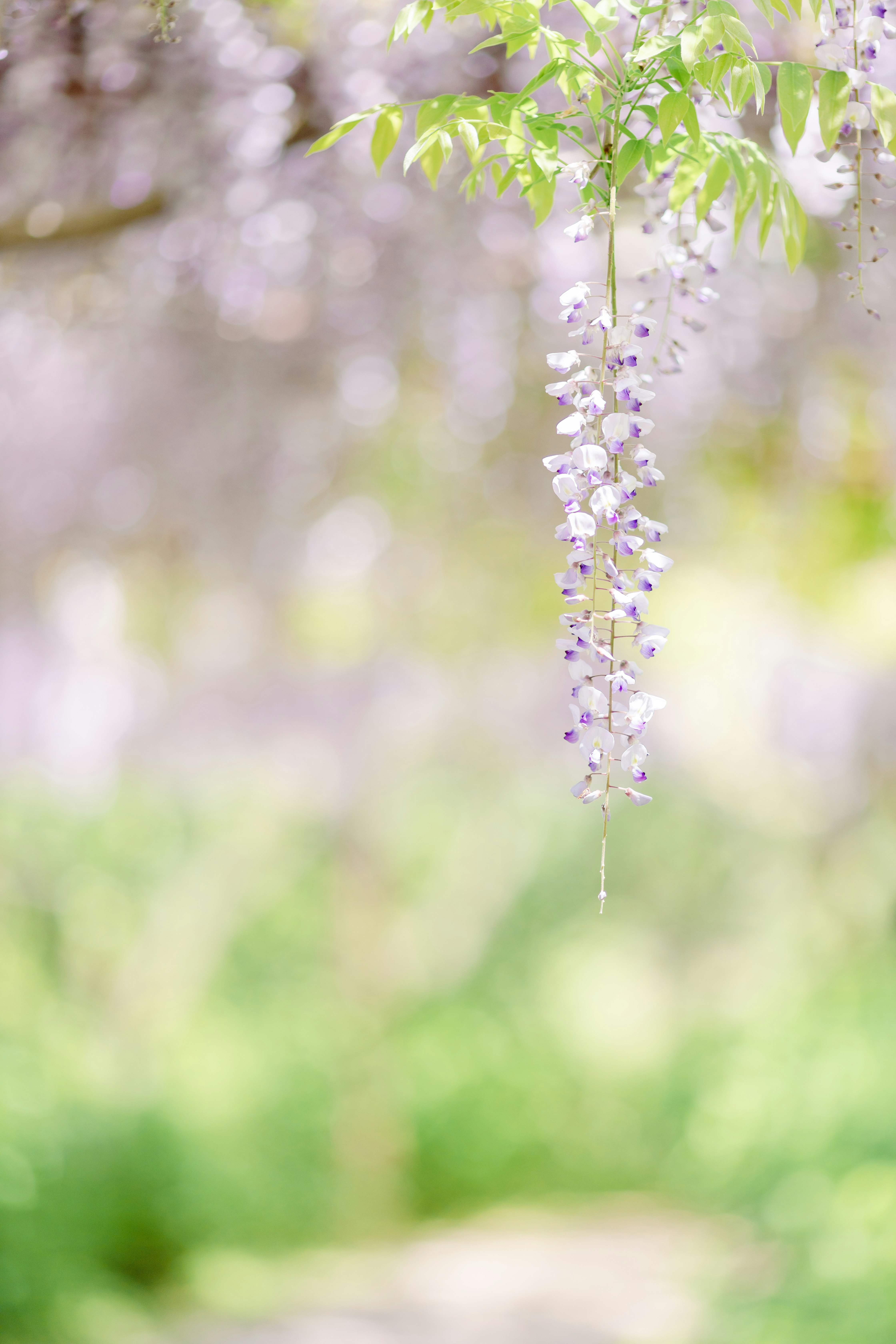 藤の花が垂れる春の小道のような背景