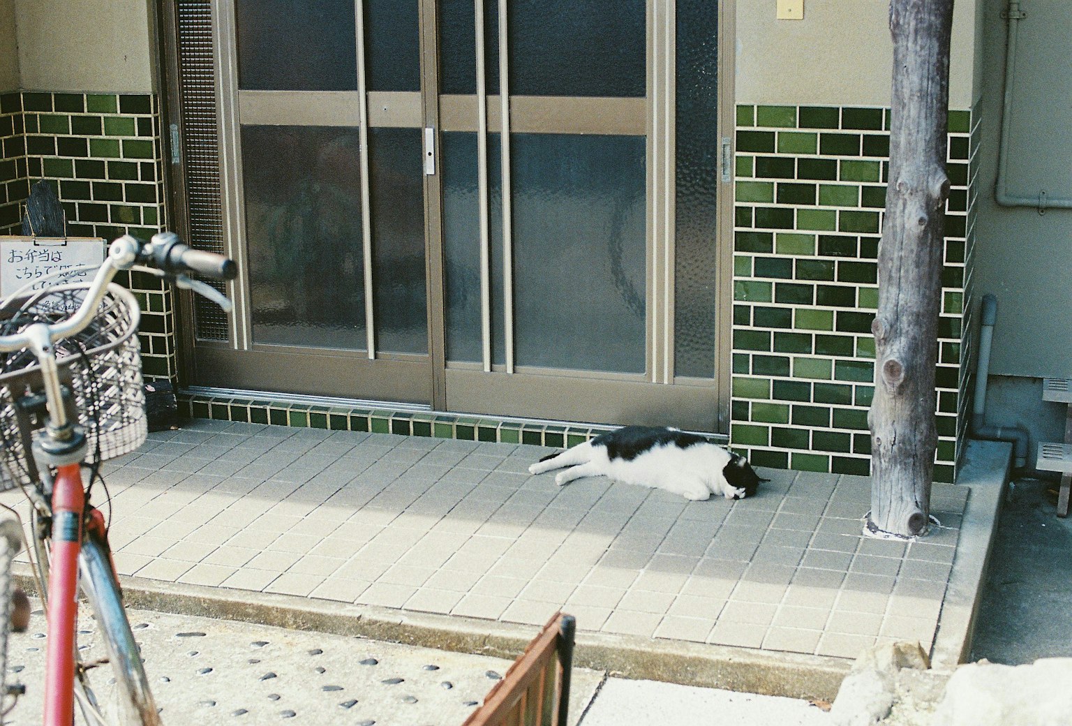 Un gato acostado en el suelo de baldosas frente a un edificio con pared de azulejos verdes