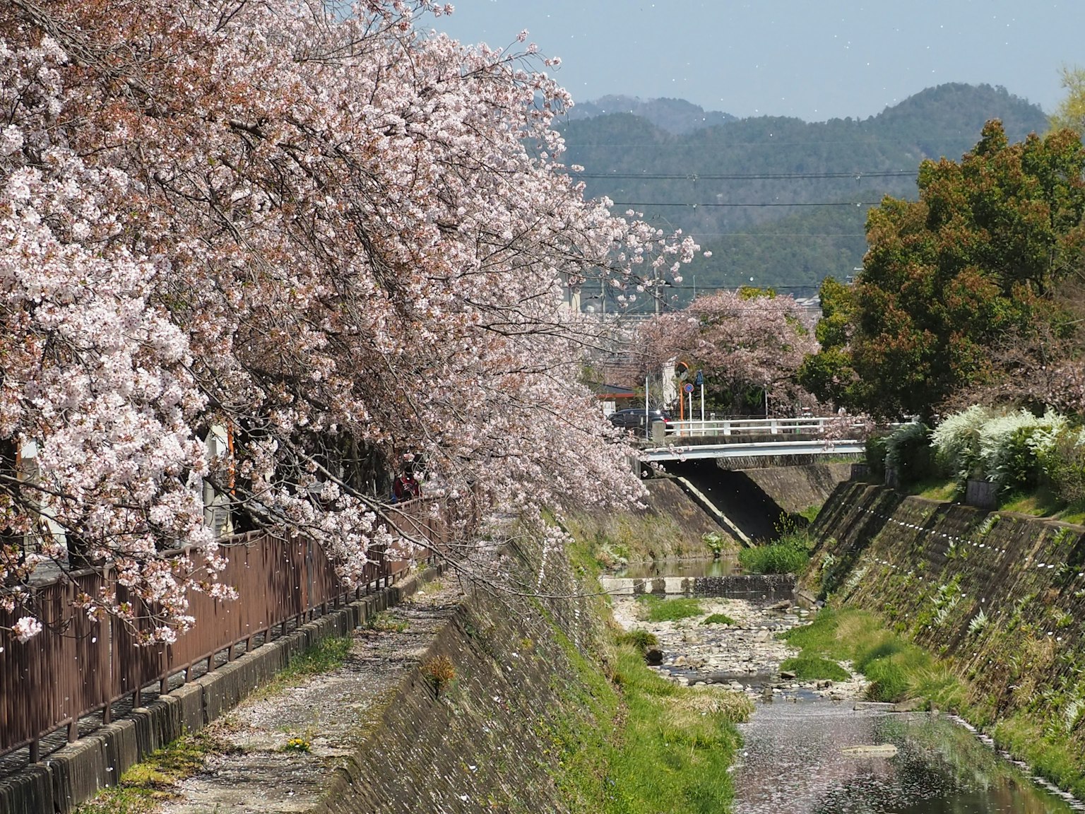 Scenic view of cherry blossom trees along a river with green grass and mountains in the background