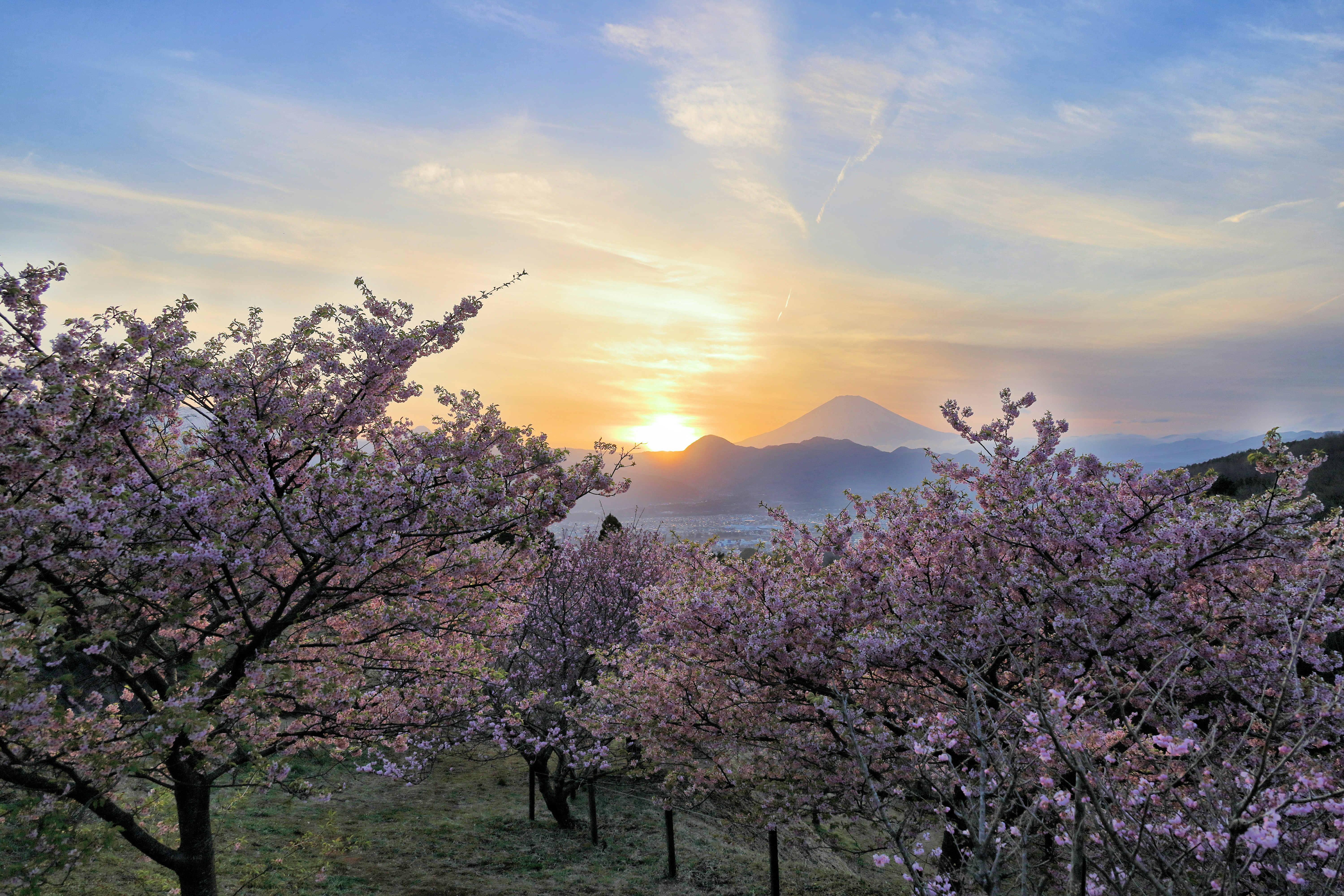 満開の桜並木と遠くの山に沈む夕日