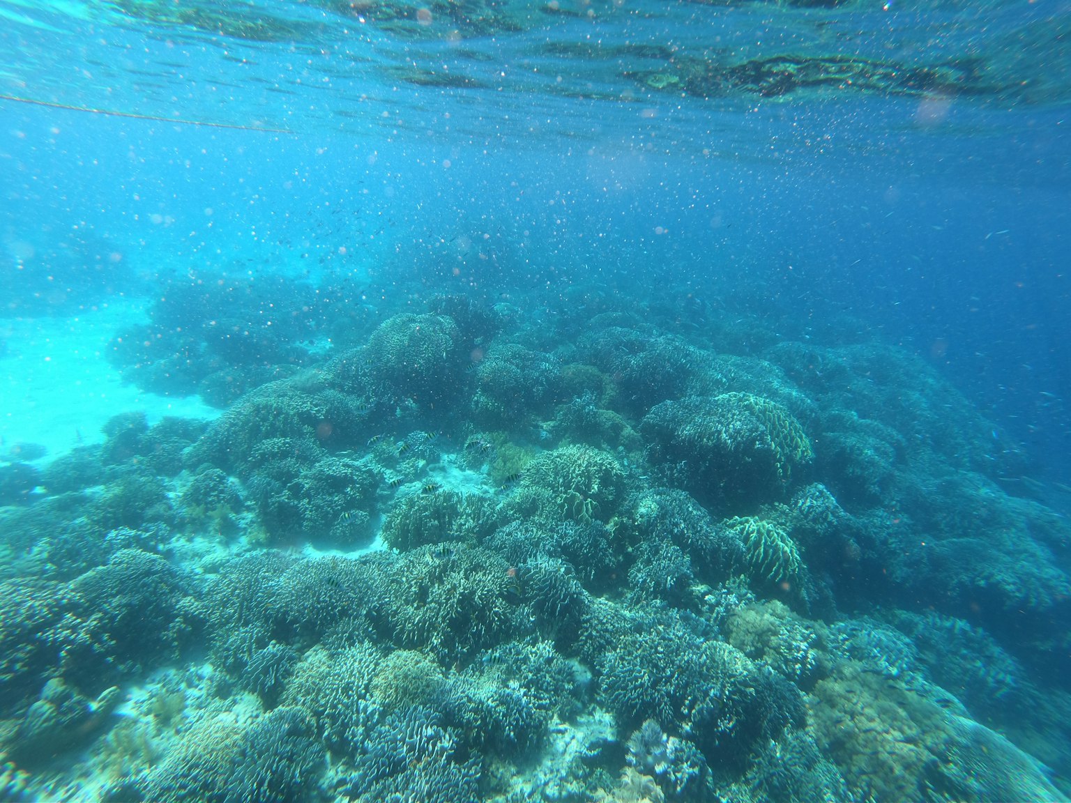 Vista sottomarina di vivaci reef corallini in acque cristalline