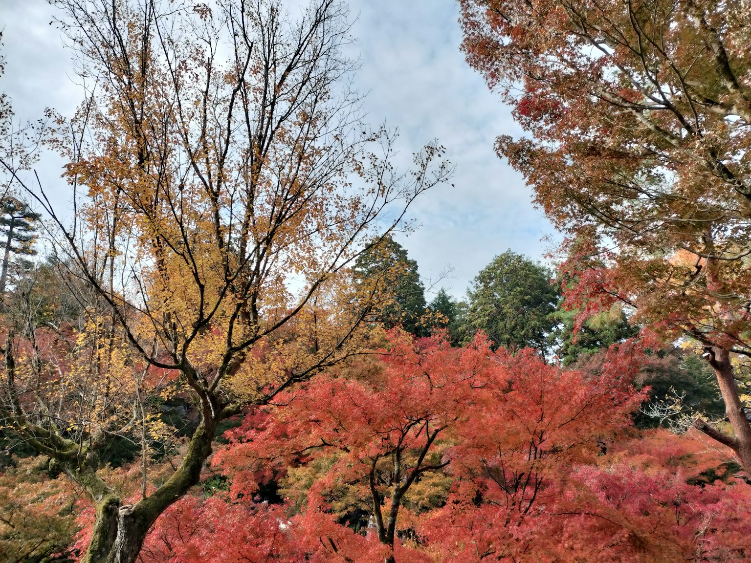 Féérique feuillage d'automne avec des feuilles rouges et orange dans un paysage serein
