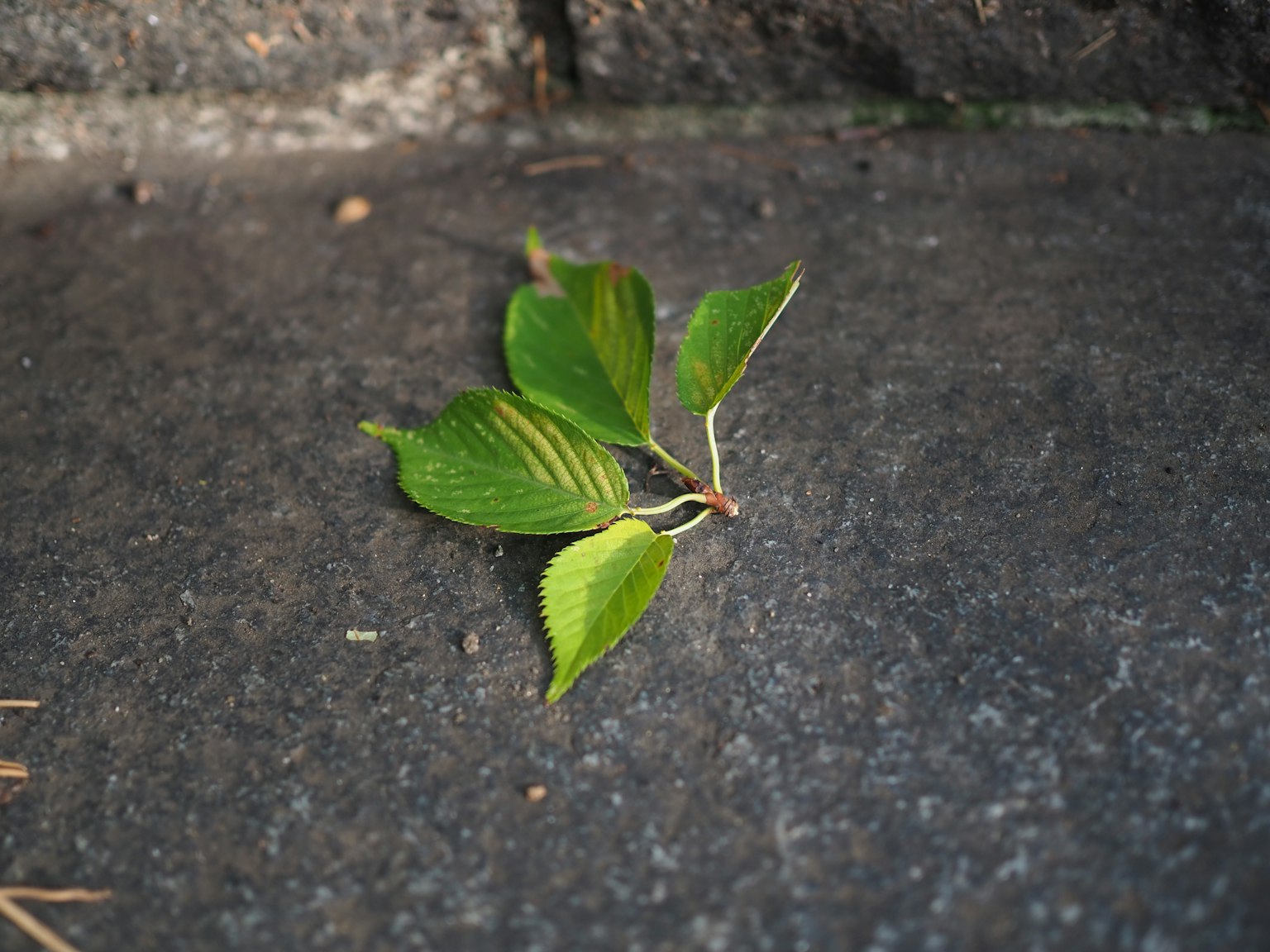 Green leaves lying on the ground