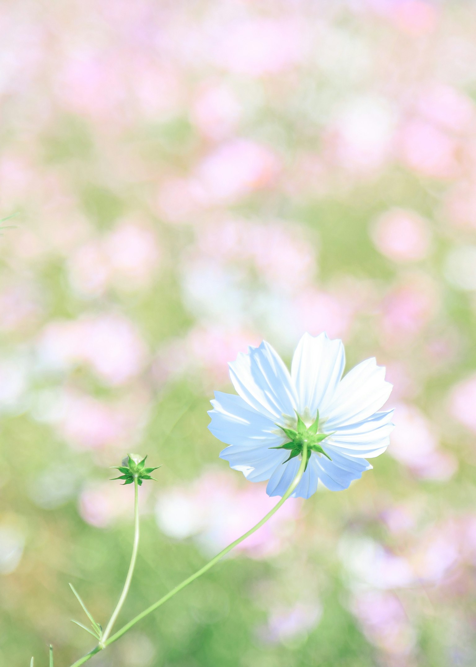 Un singolo fiore blu spicca su uno sfondo floreale rosa sfocato