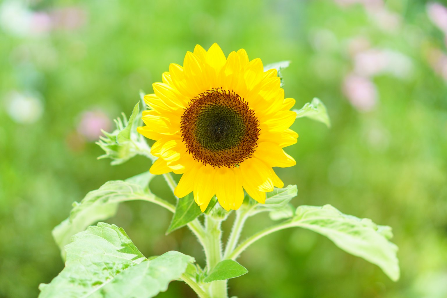 Un girasole giallo vivace che si erge su uno sfondo verde