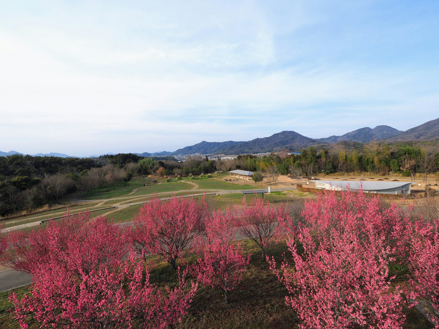 Scenic view of blooming cherry trees with a clear blue sky