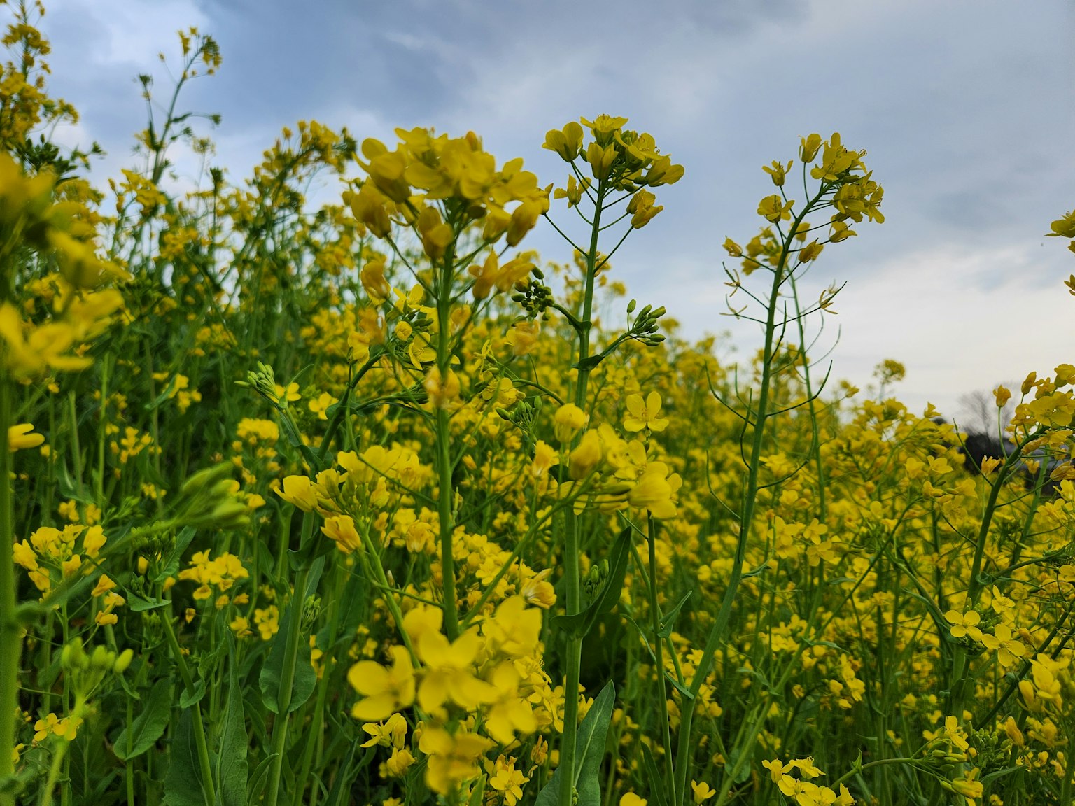 Ladang bunga kuning cerah di bawah langit mendung