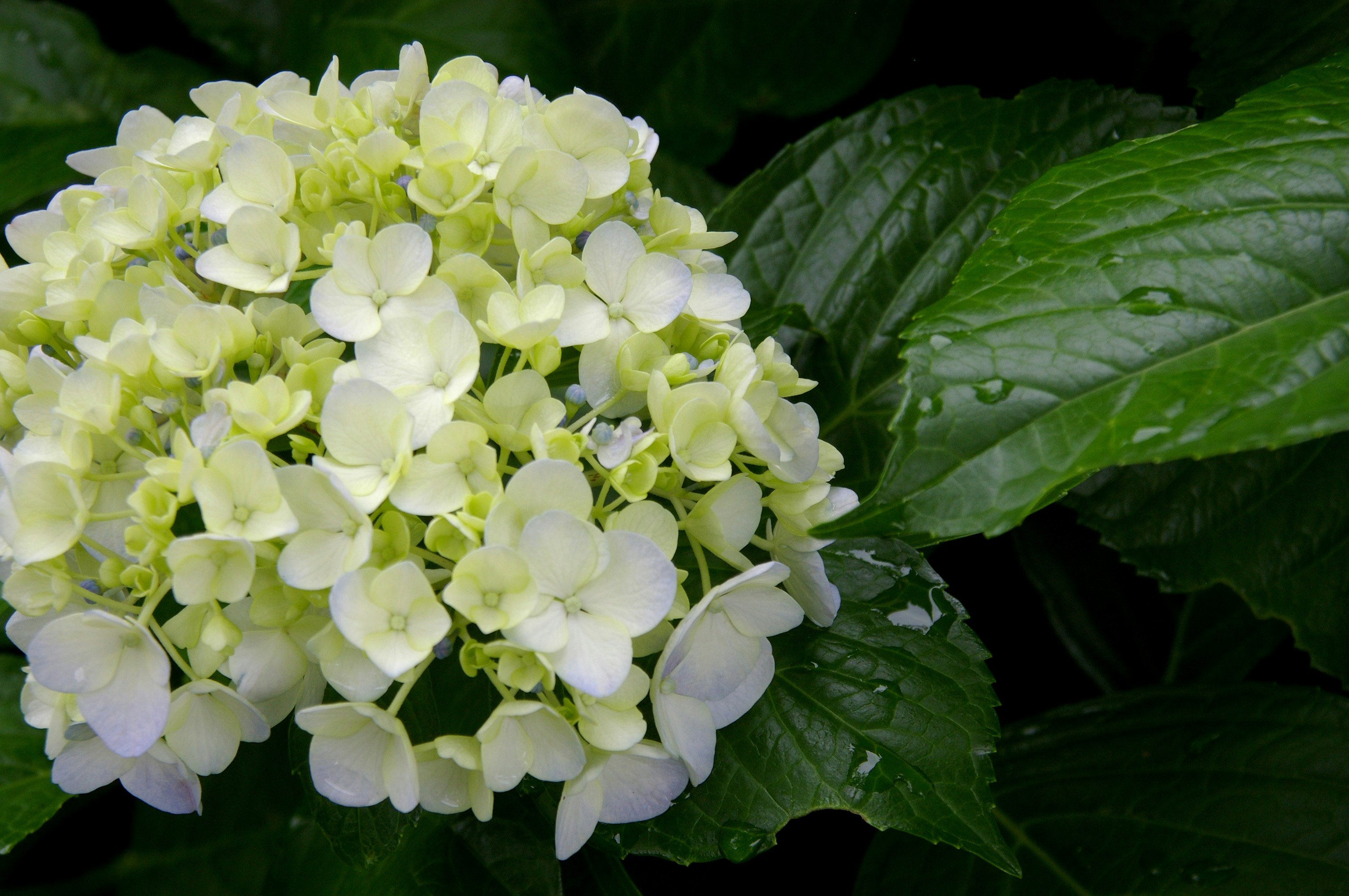 雨上がりのアジサイの花と濡れた葉