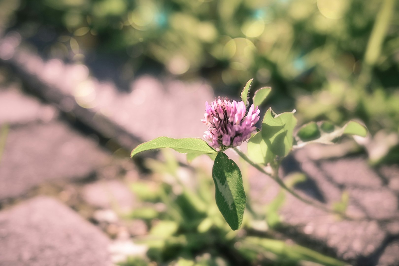 fleur de thym dans une fissure d’un chemin pavé d’automne