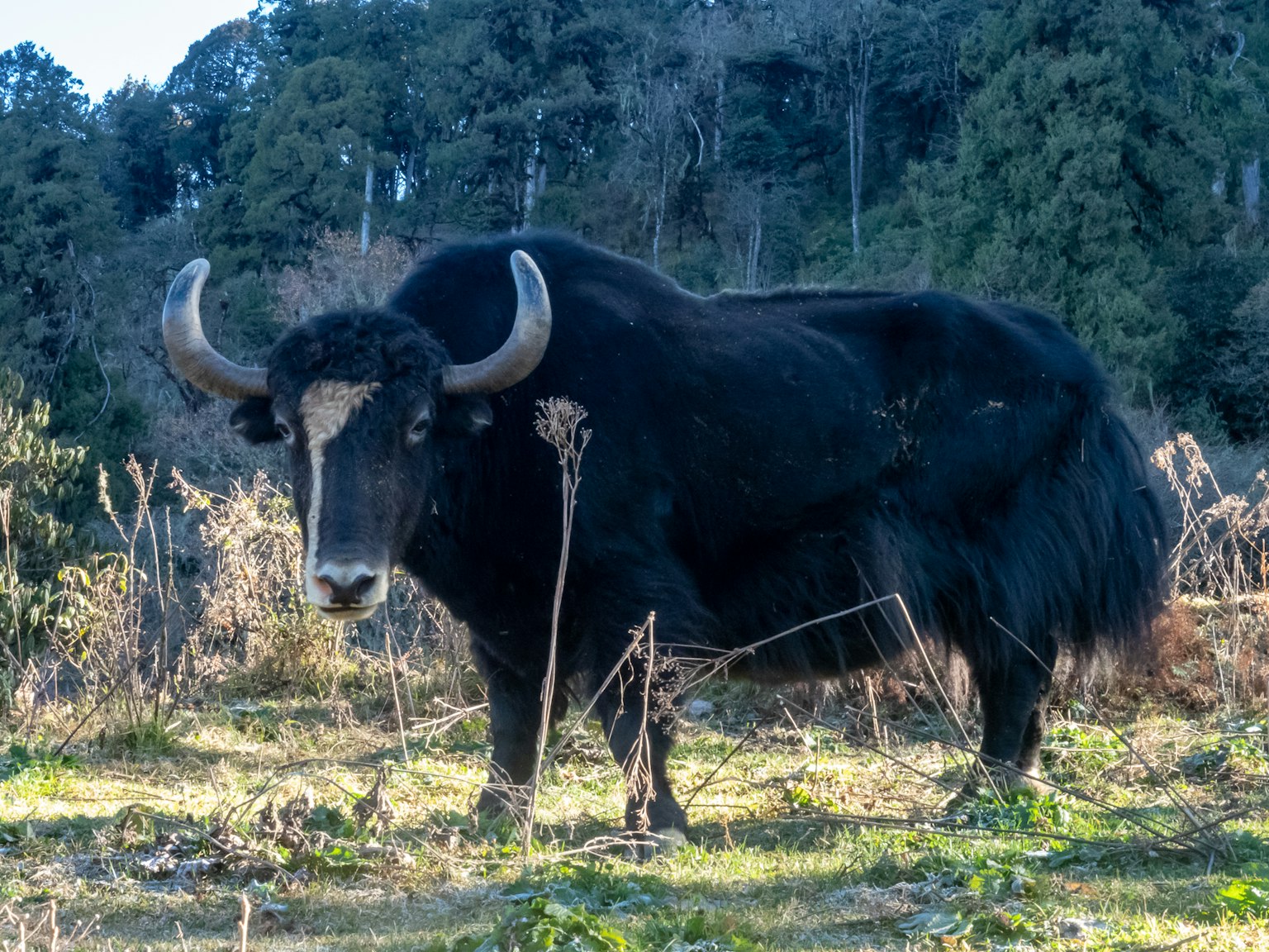 Un yak noir se tenant dans un champ herbeux