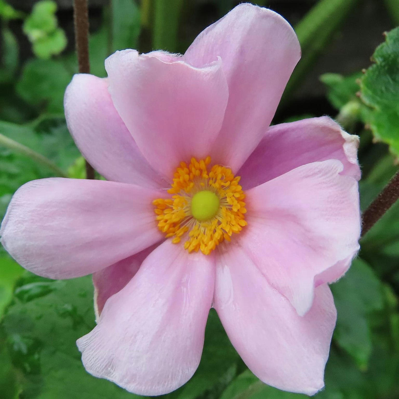 Fiore bellissimo con petali rosa chiaro e un centro giallo