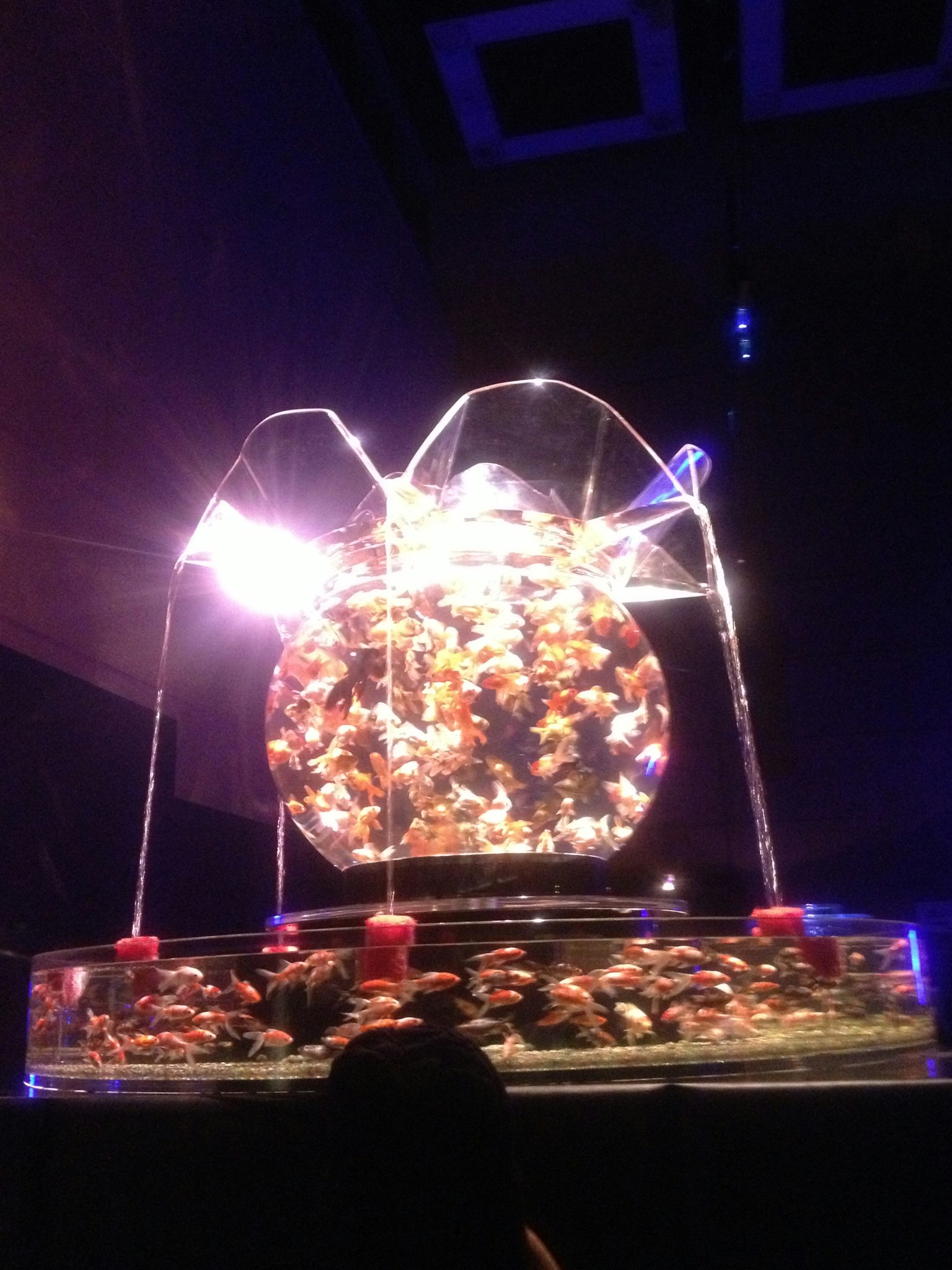 Un acquario affascinante con pesci colorati e una fontana illuminata