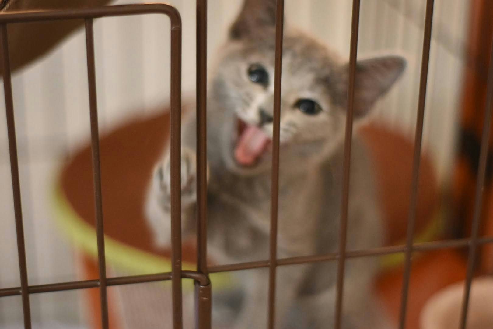 kitten looking toward the camera through a cage