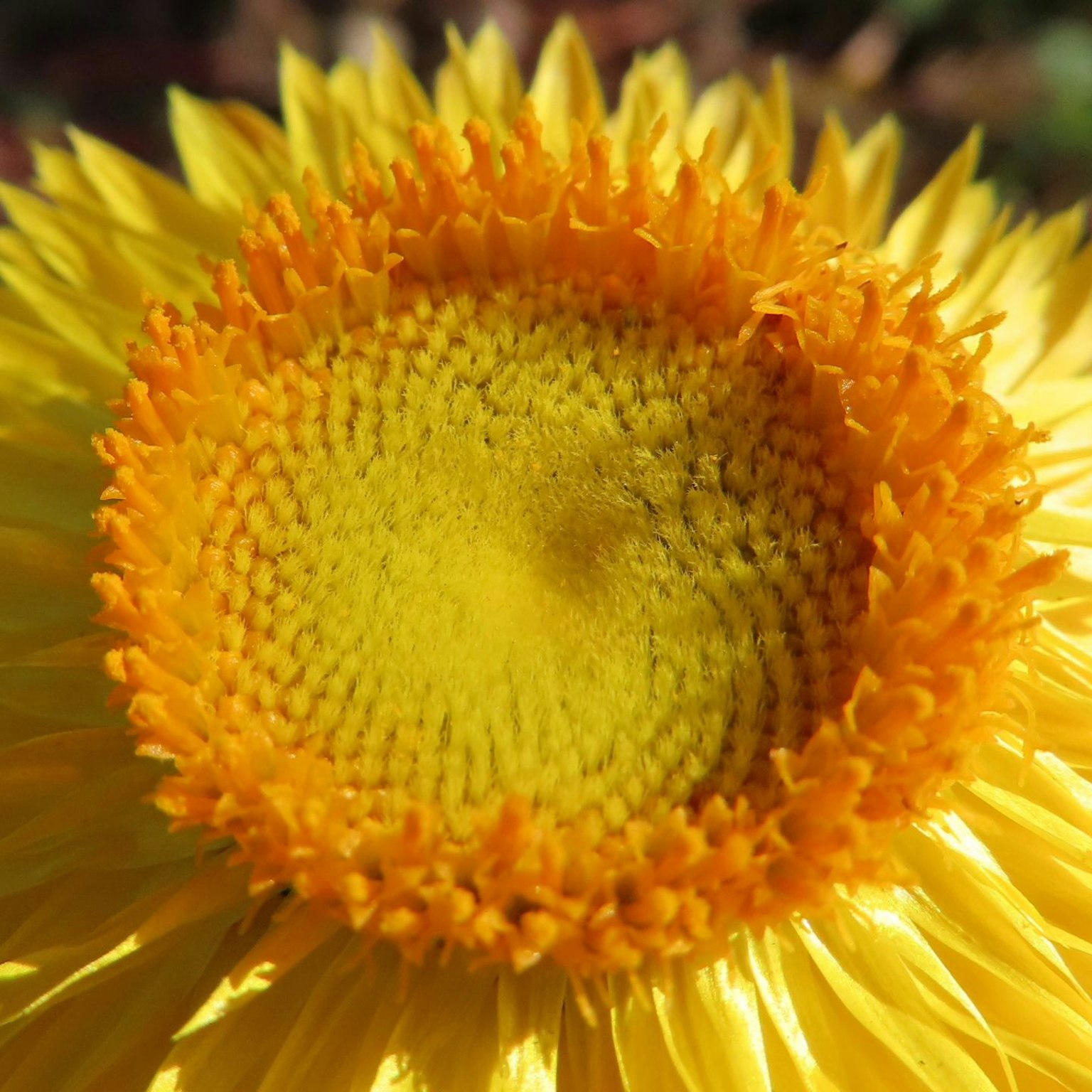 Gros plan du centre d'un tournesol jaune vif