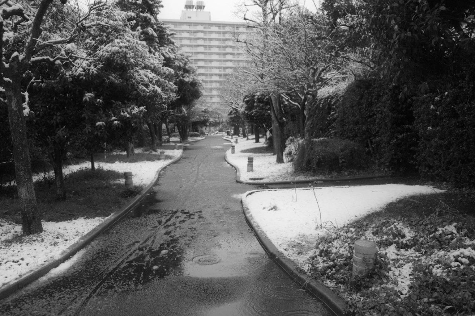 被雪覆蓋的公園小徑和周圍的樹木