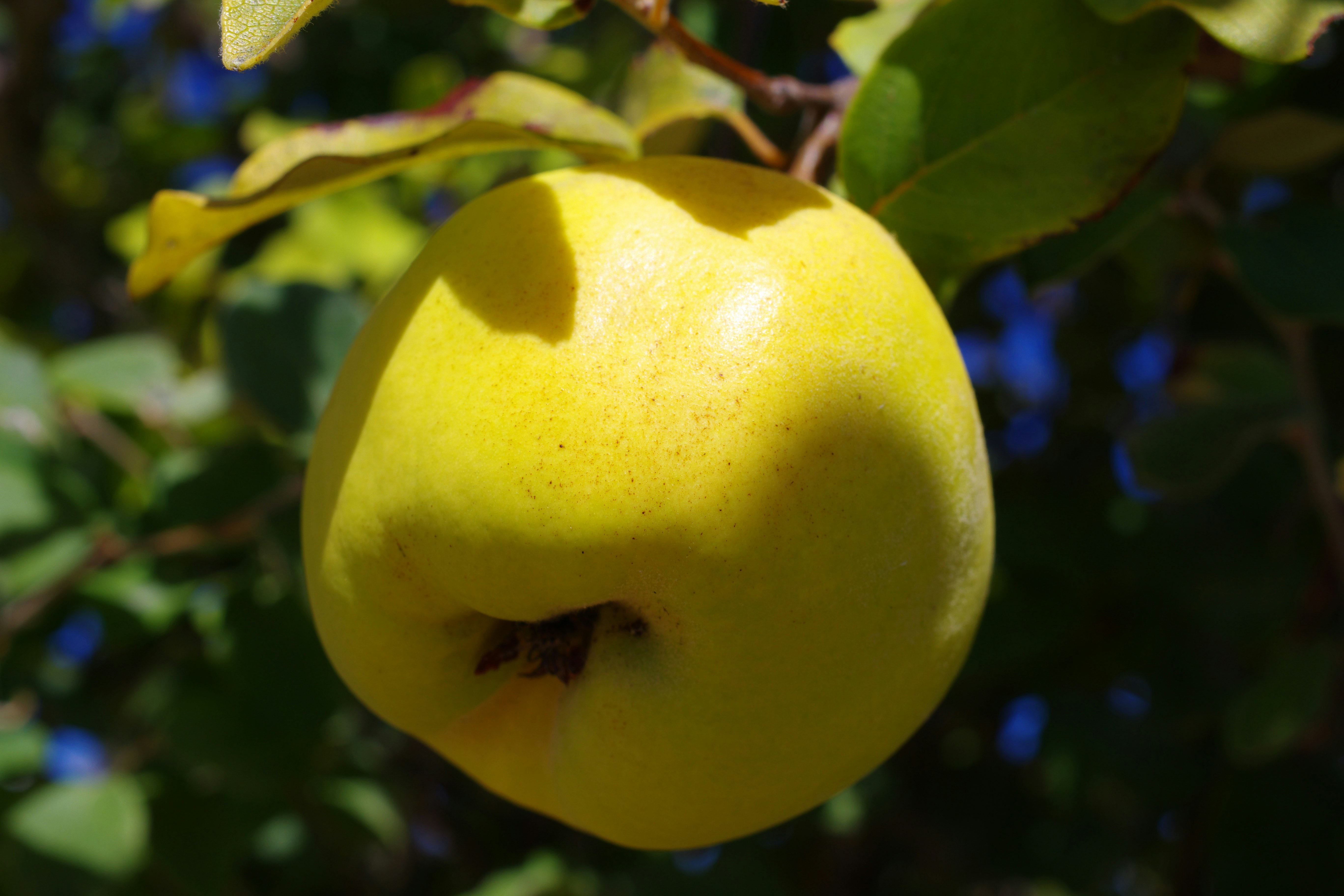 Yellow citrus fruit ripening on a branch