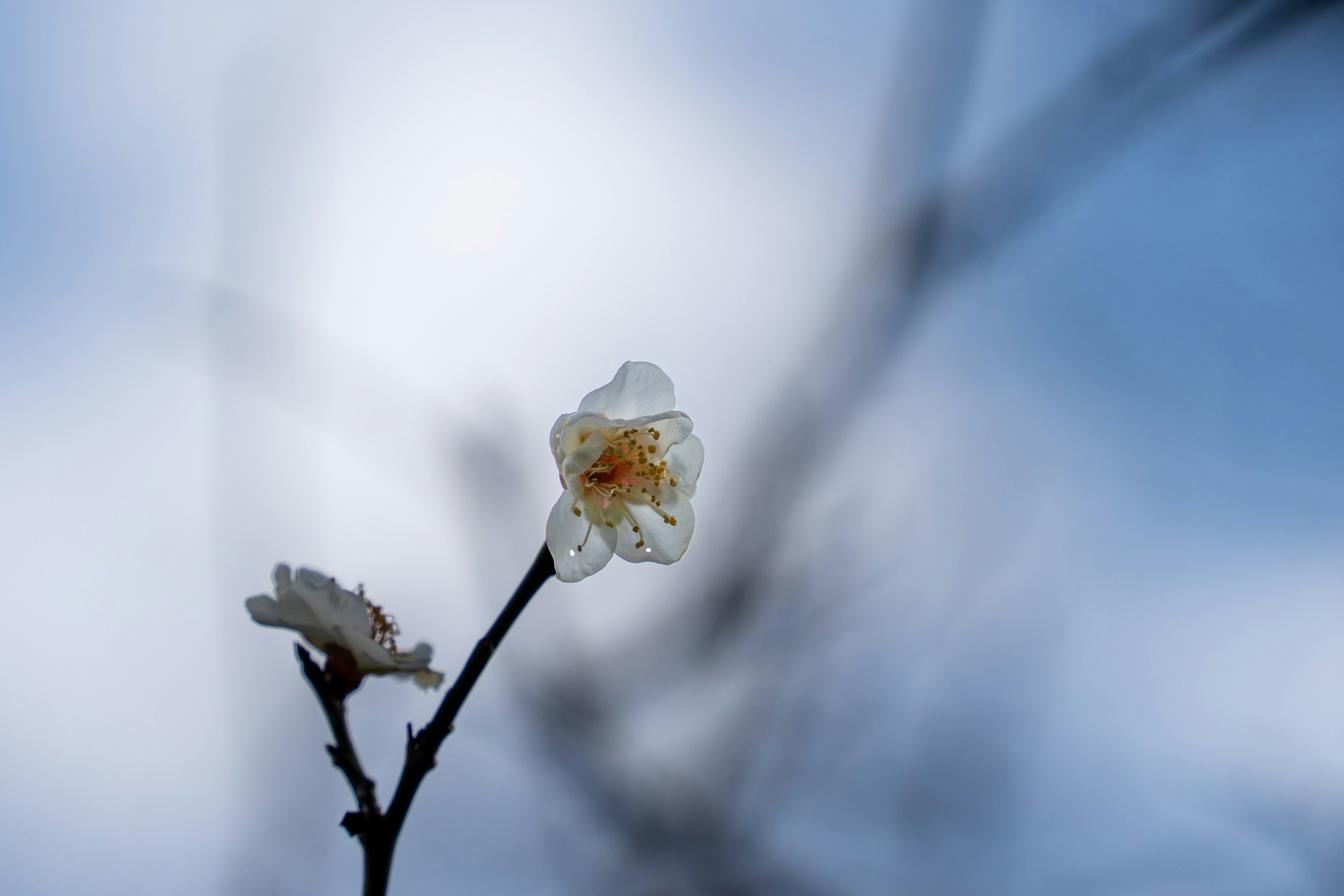 白い花とつぼみのある枝を霞む空の下で捉えた画像