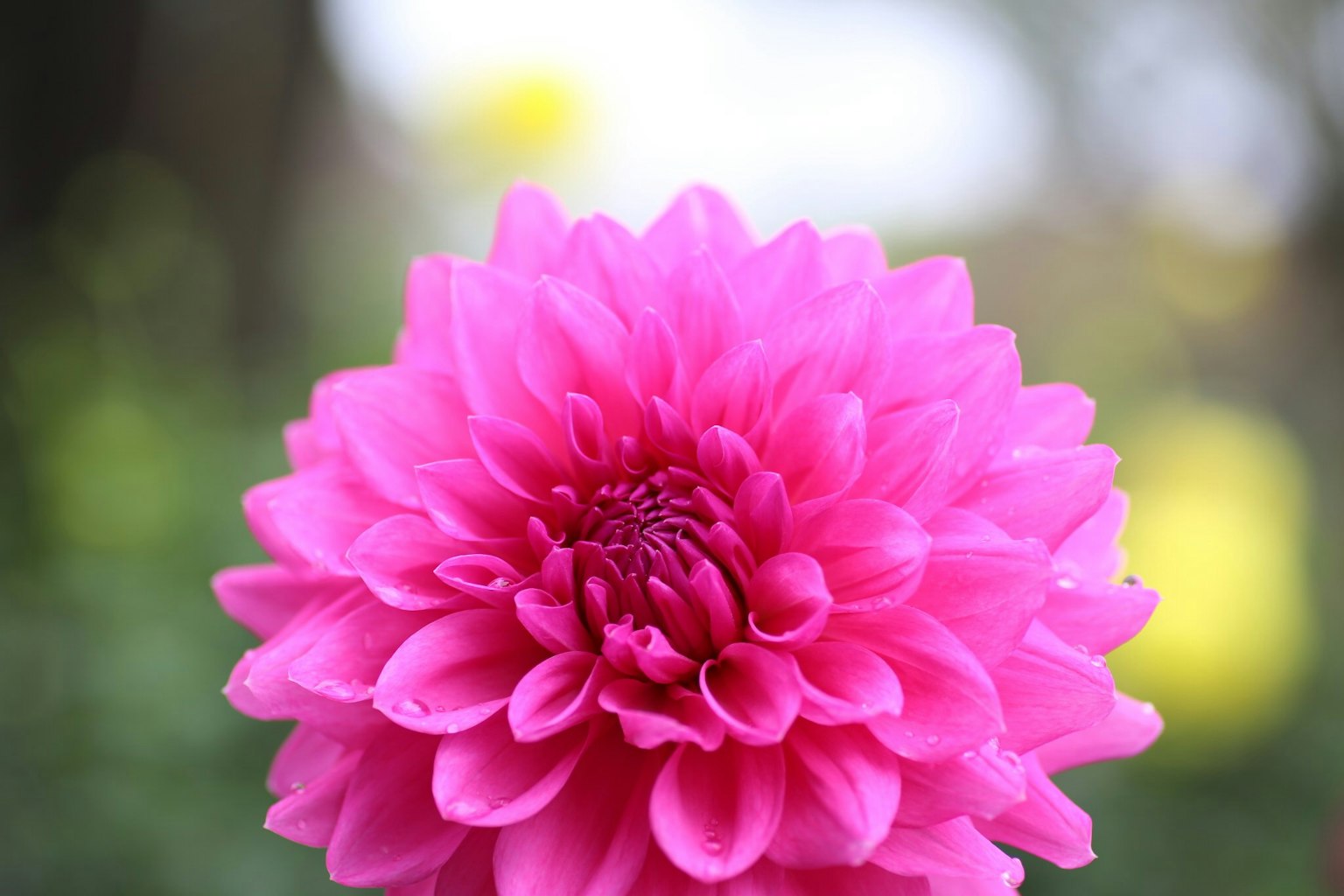 Acercamiento de una flor de dalia rosa vibrante con flores amarillas borrosas de fondo