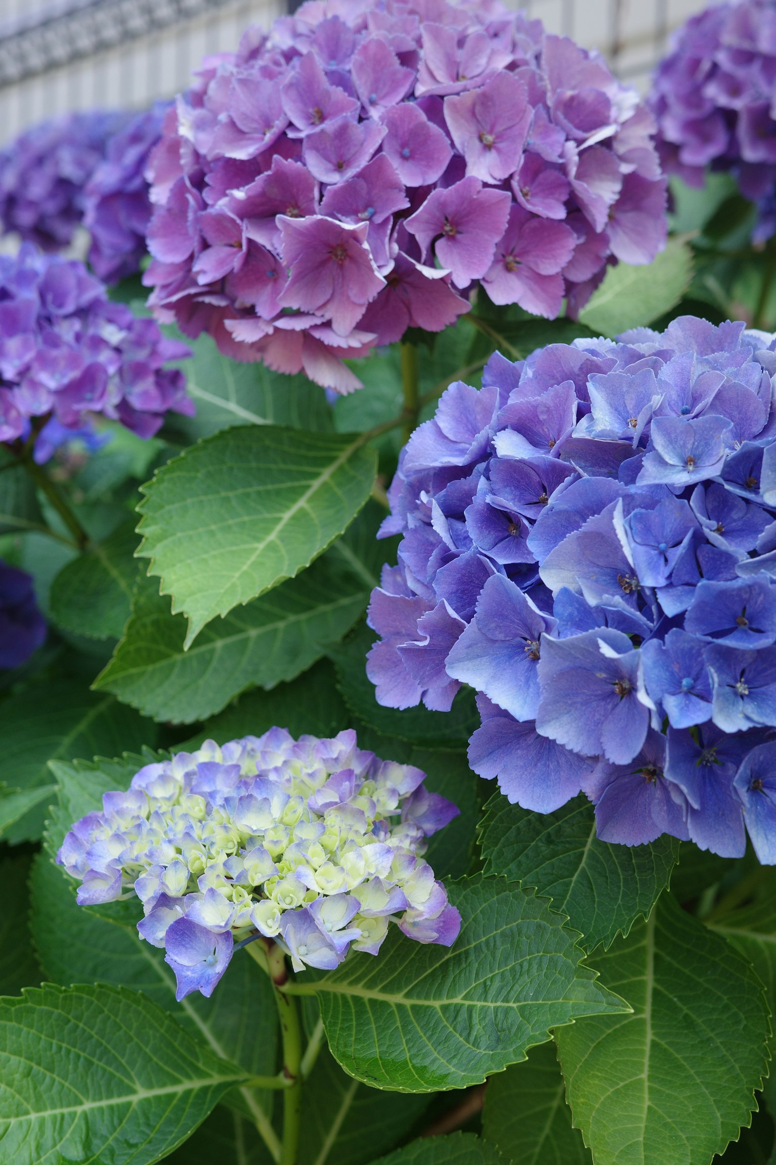 Bunga hydrangea berwarna ungu dan biru dengan daun hijau