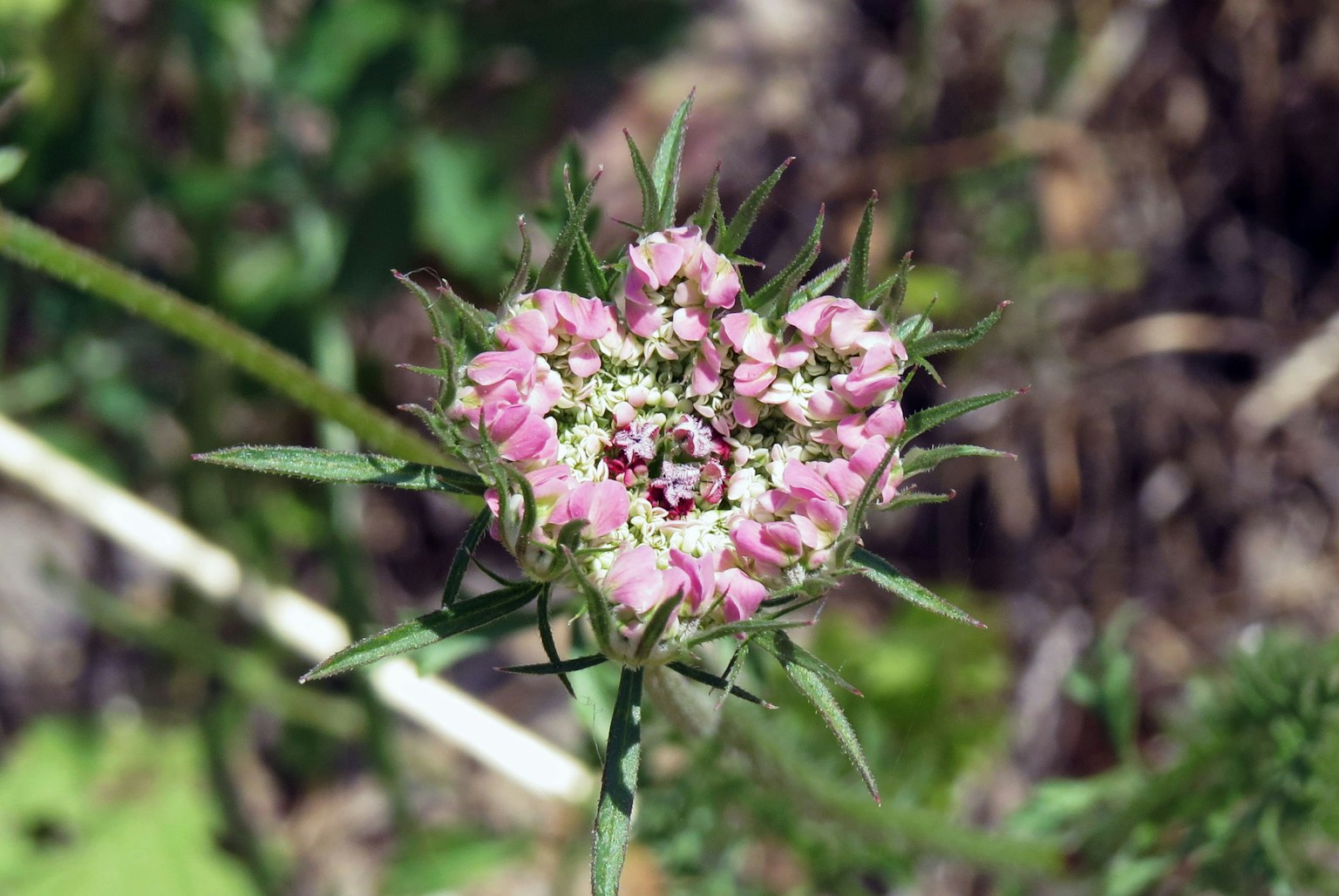 ハート型の花が咲いている植物のクローズアップ