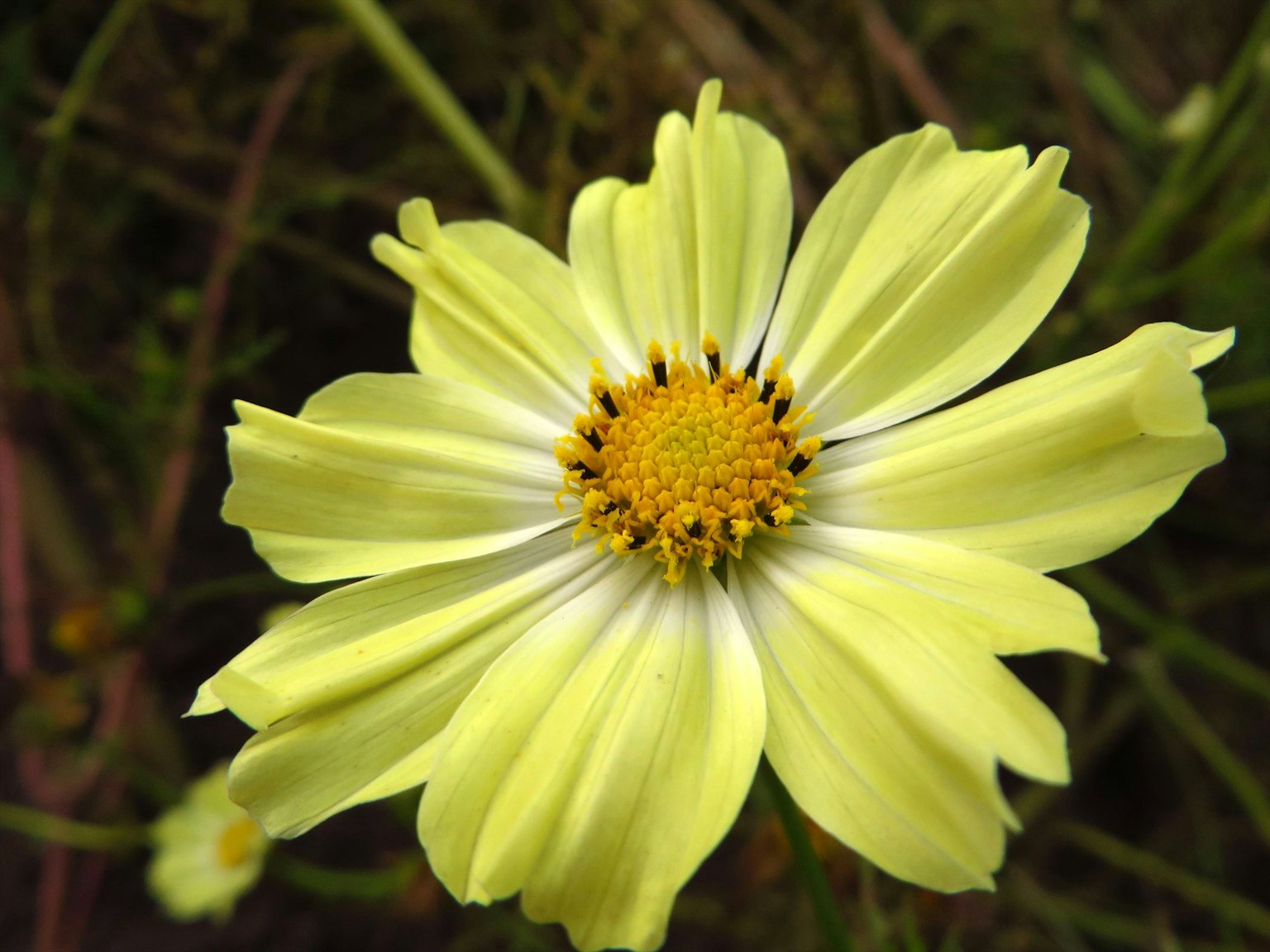 Acercamiento de una flor con pétalos amarillos y un centro naranja