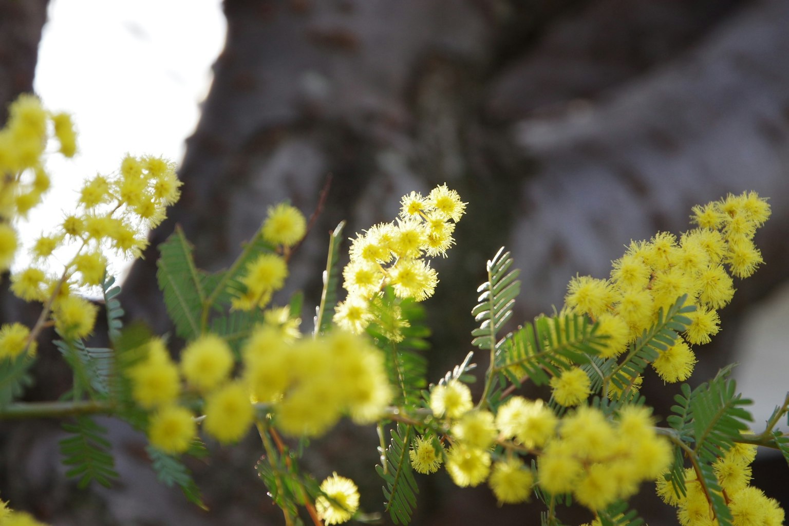 Close-up of yellow flowers on a tree with blurred bark background