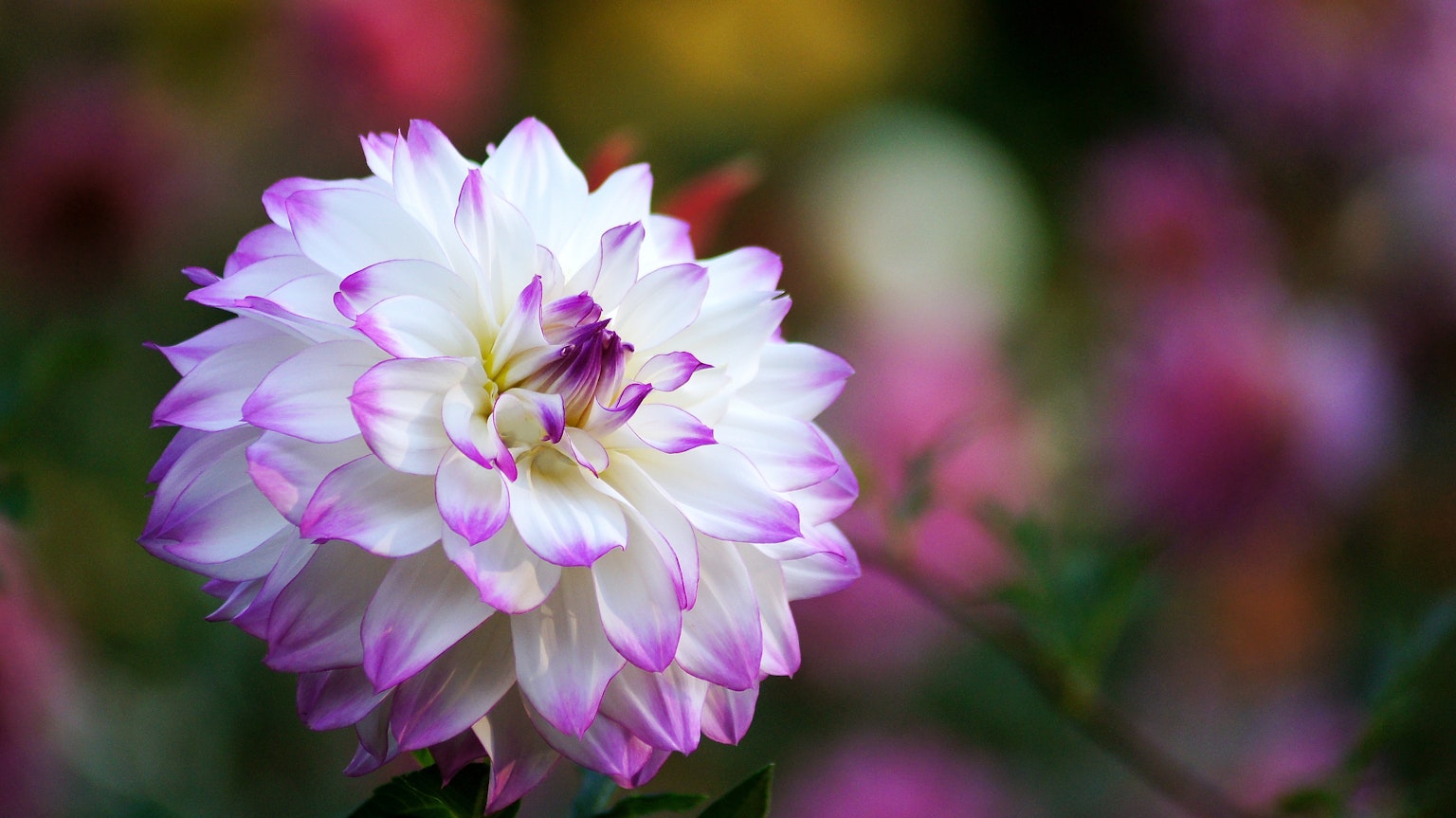 A beautiful white and pink dahlia flower blooming amidst a blurred background