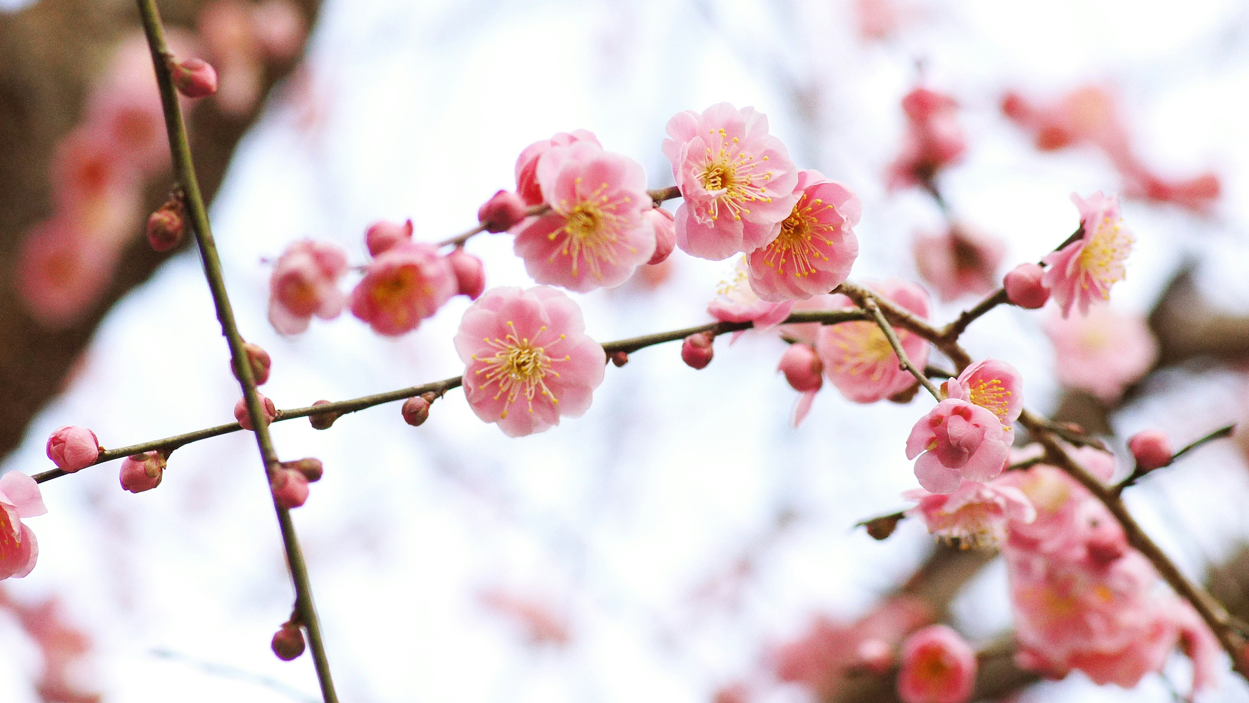 桃色の花が咲く枝先のアップ