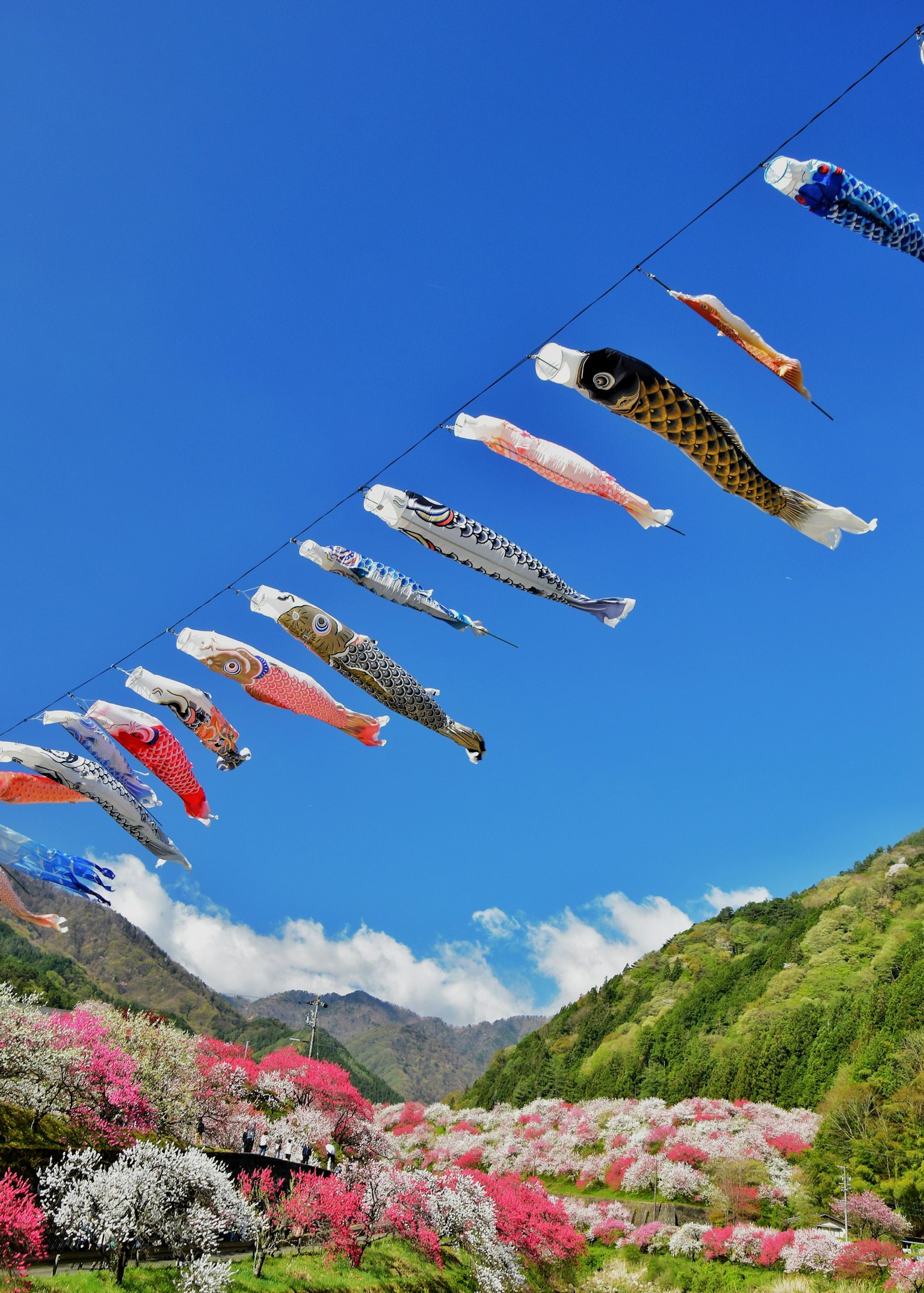 Koi fish banners flying against a blue sky with colorful flowers below