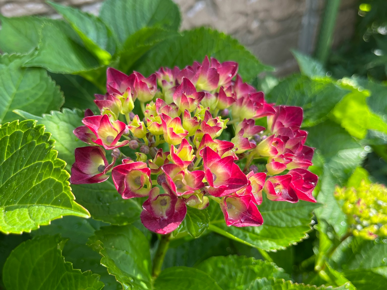 Bunga hydrangea dengan kelopak merah muda dan hijau yang cerah