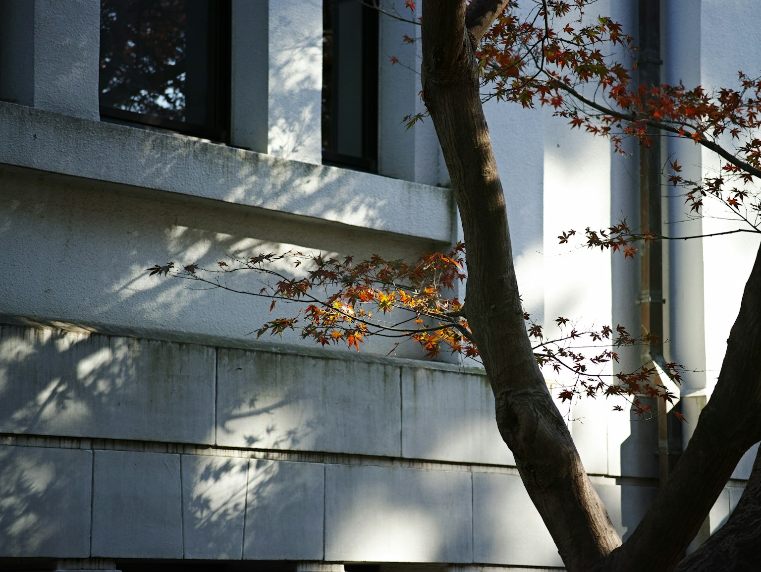 Scène d'un mur de bâtiment avec des branches d'arbre projetant des ombres