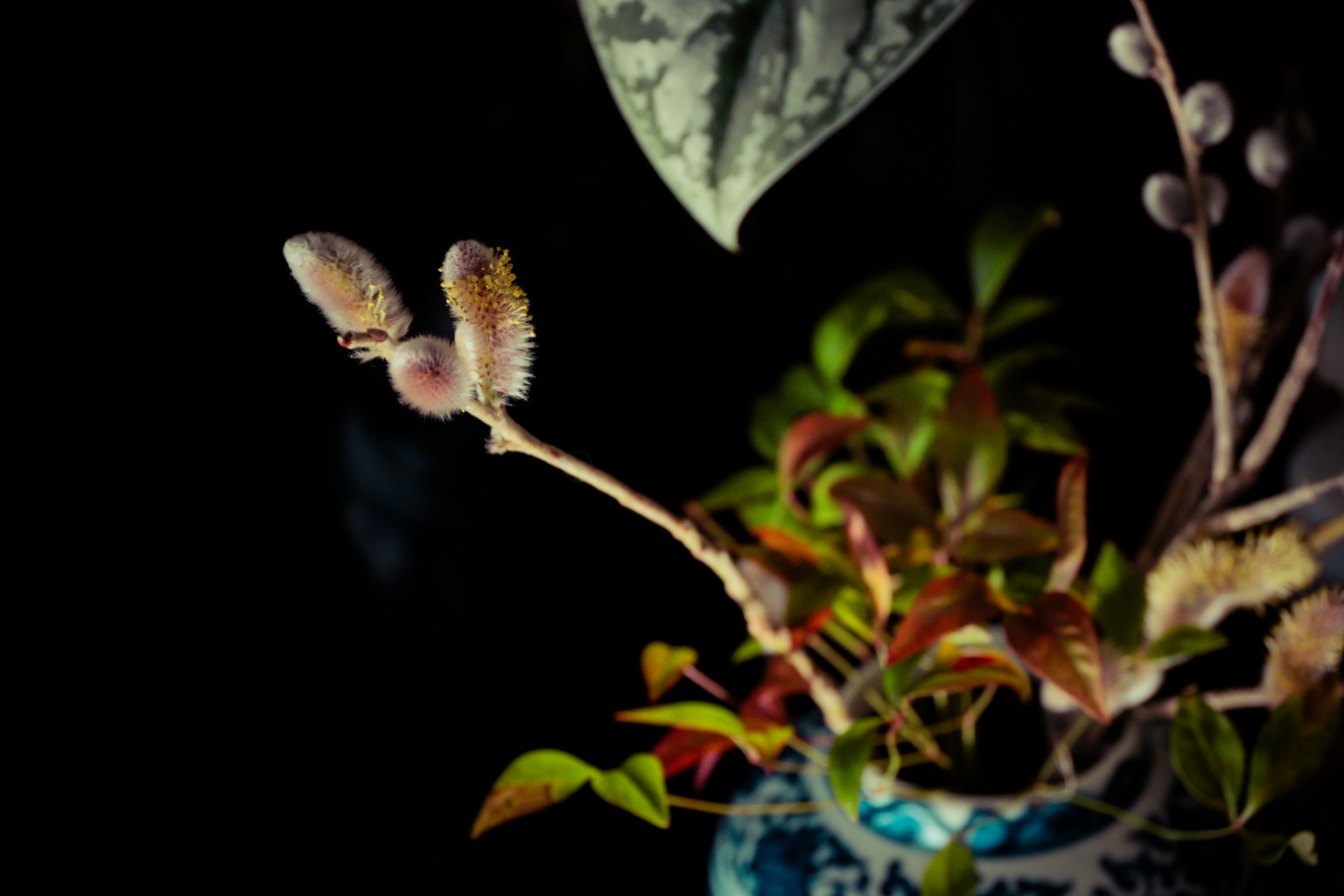 Close-up of a houseplant with colorful leaves and flower buds against a black background