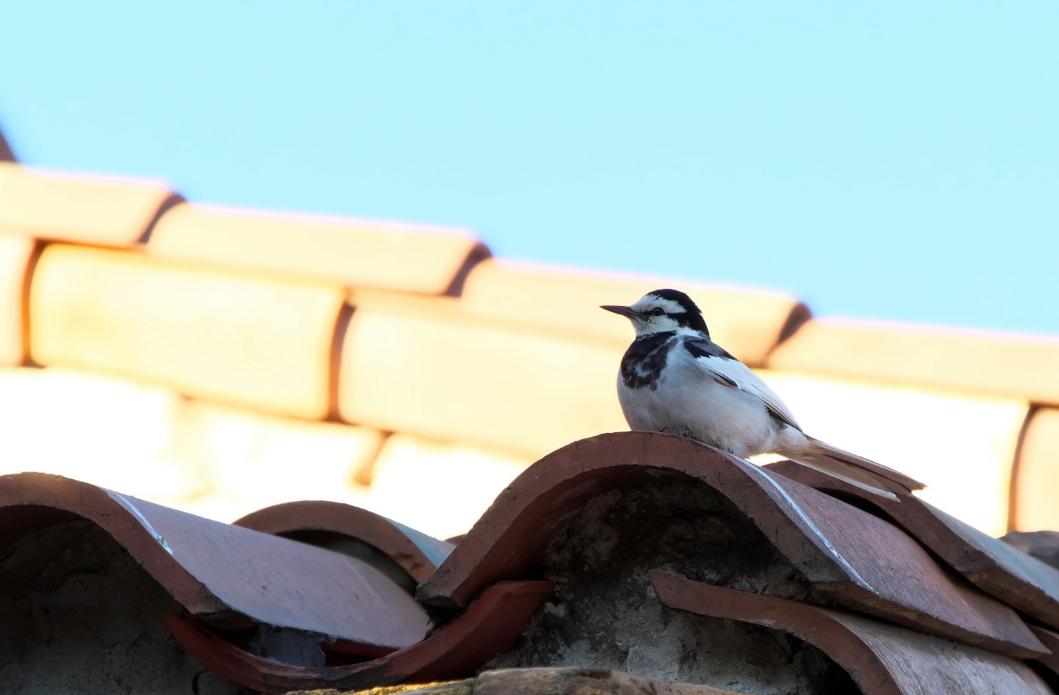 Un pájaro blanco y negro posado en un techo