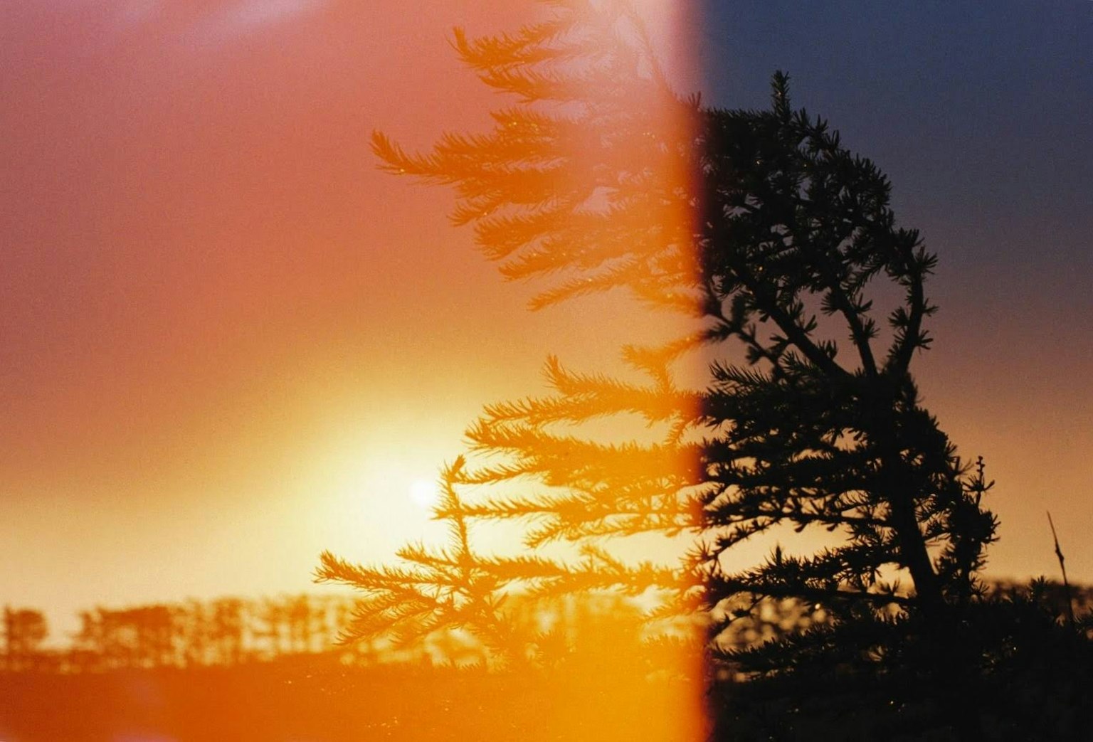 Bellissimo paesaggio con tramonto e albero sovrapposto