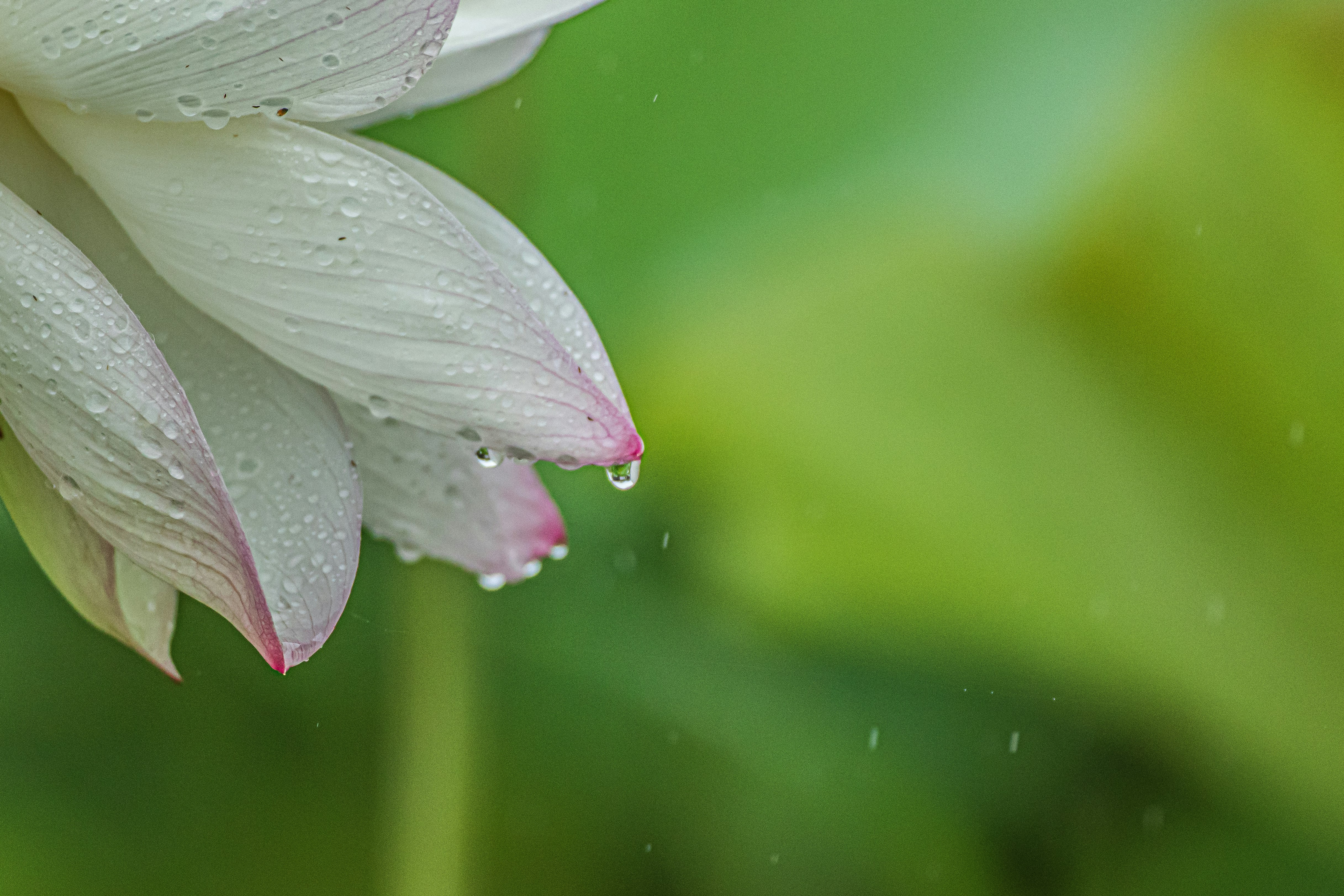 白い花びらのしずくが滴るマクロの花