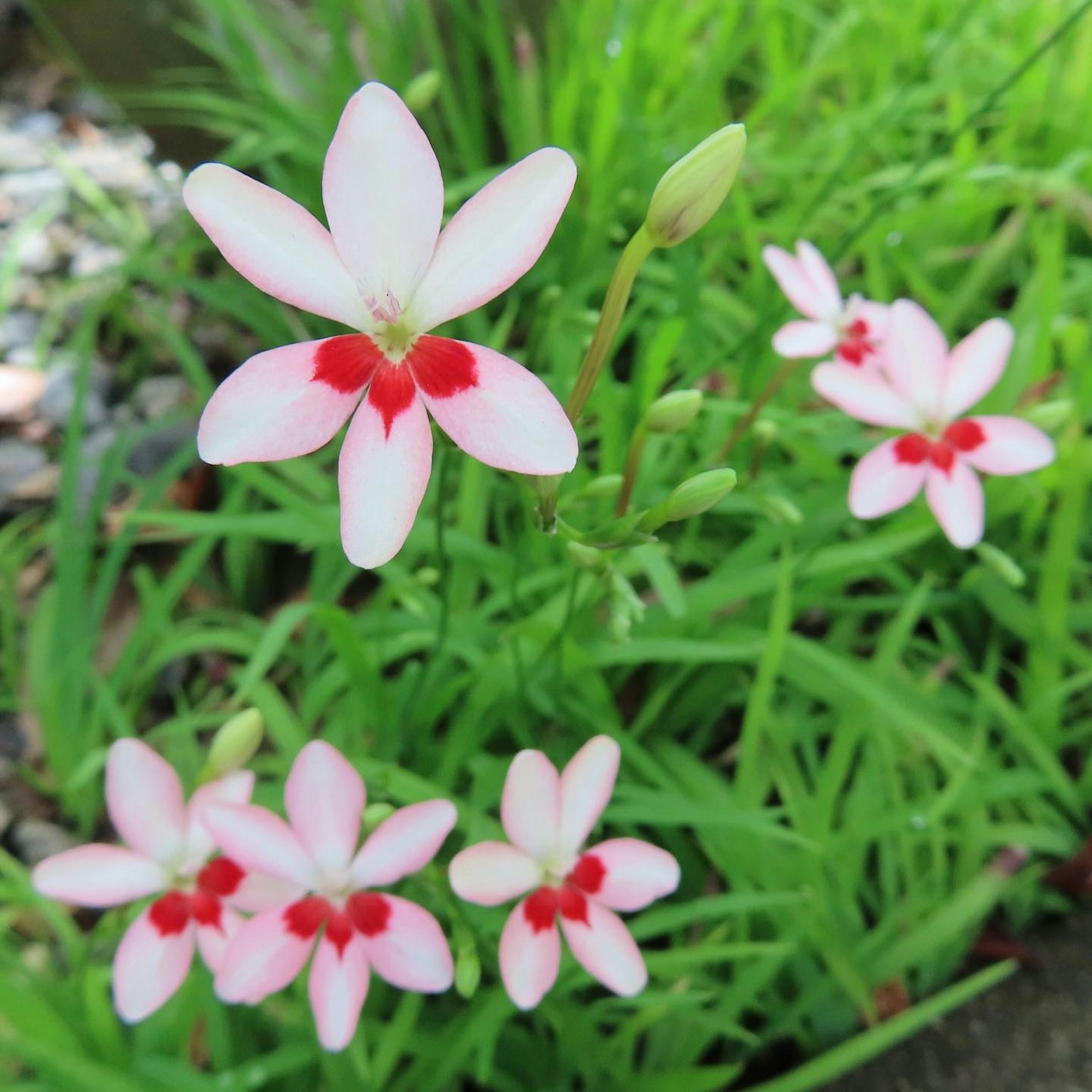 Pink and red flowers blooming amidst lush green grass