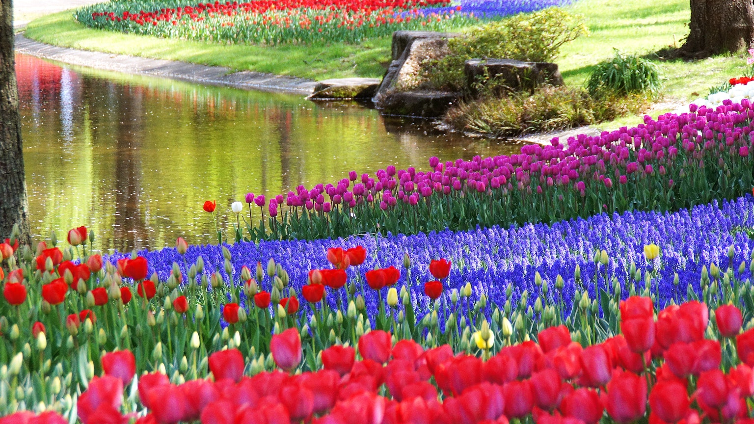 ทิวทัศน์สวนที่มีชีวิตชีวาพร้อมดอกไม้ที่บาน สะท้อนในน้ำ ทิวลิปแดงและดอกไม้สีน้ำเงินที่ตัดกัน