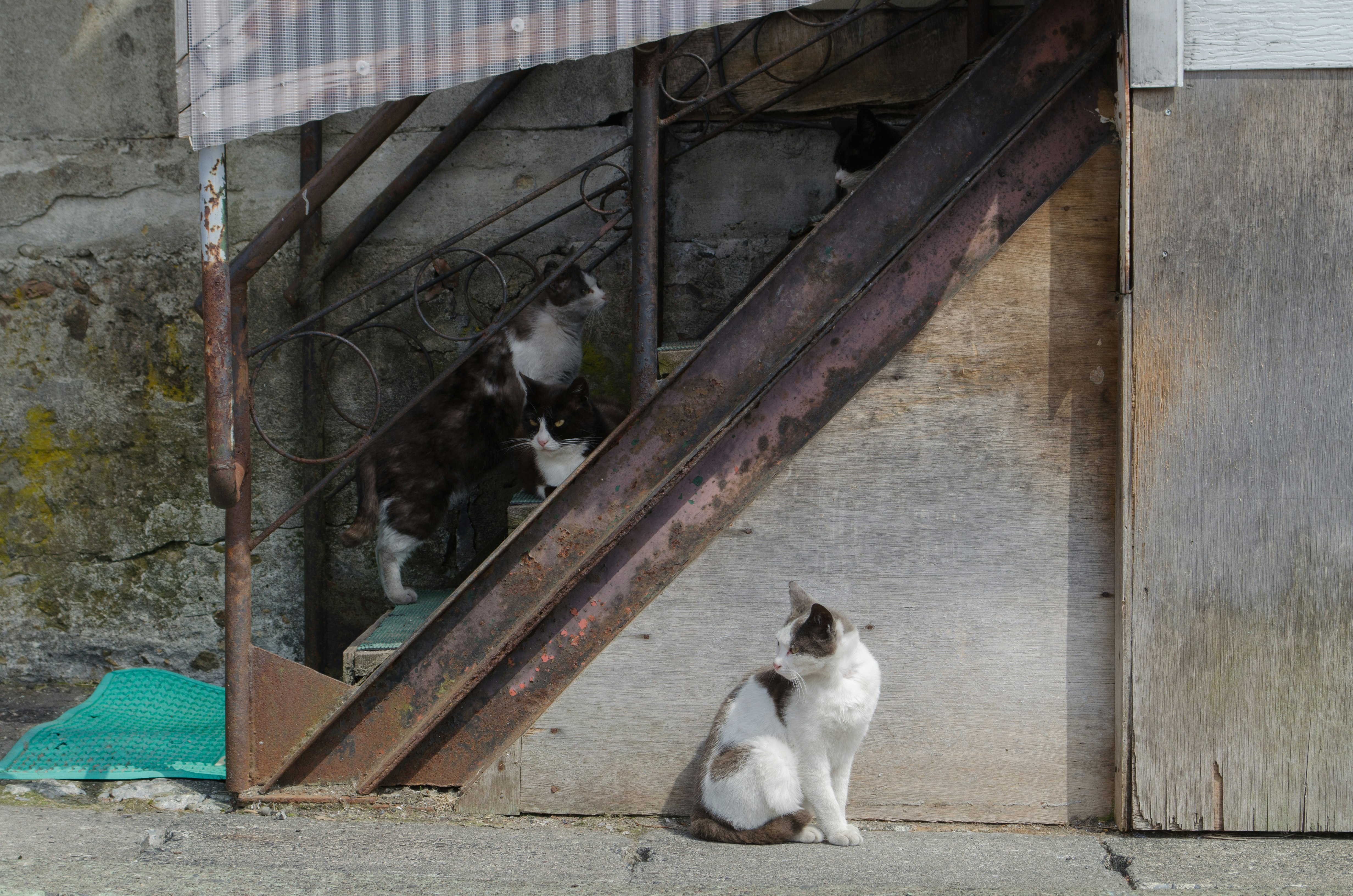 路地の壁際でくつろぐ猫たち