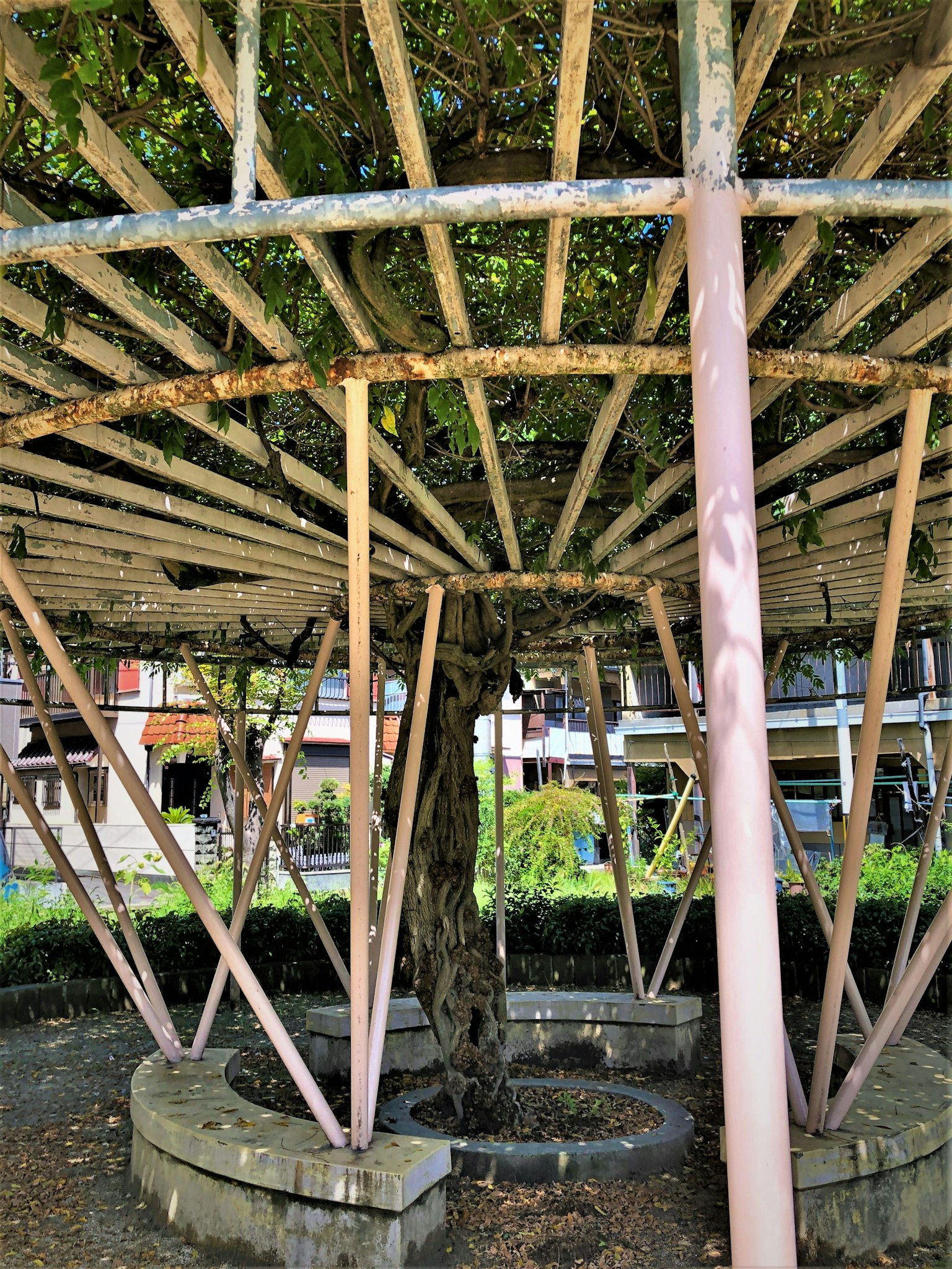 Circular structure with metal supports under a tree