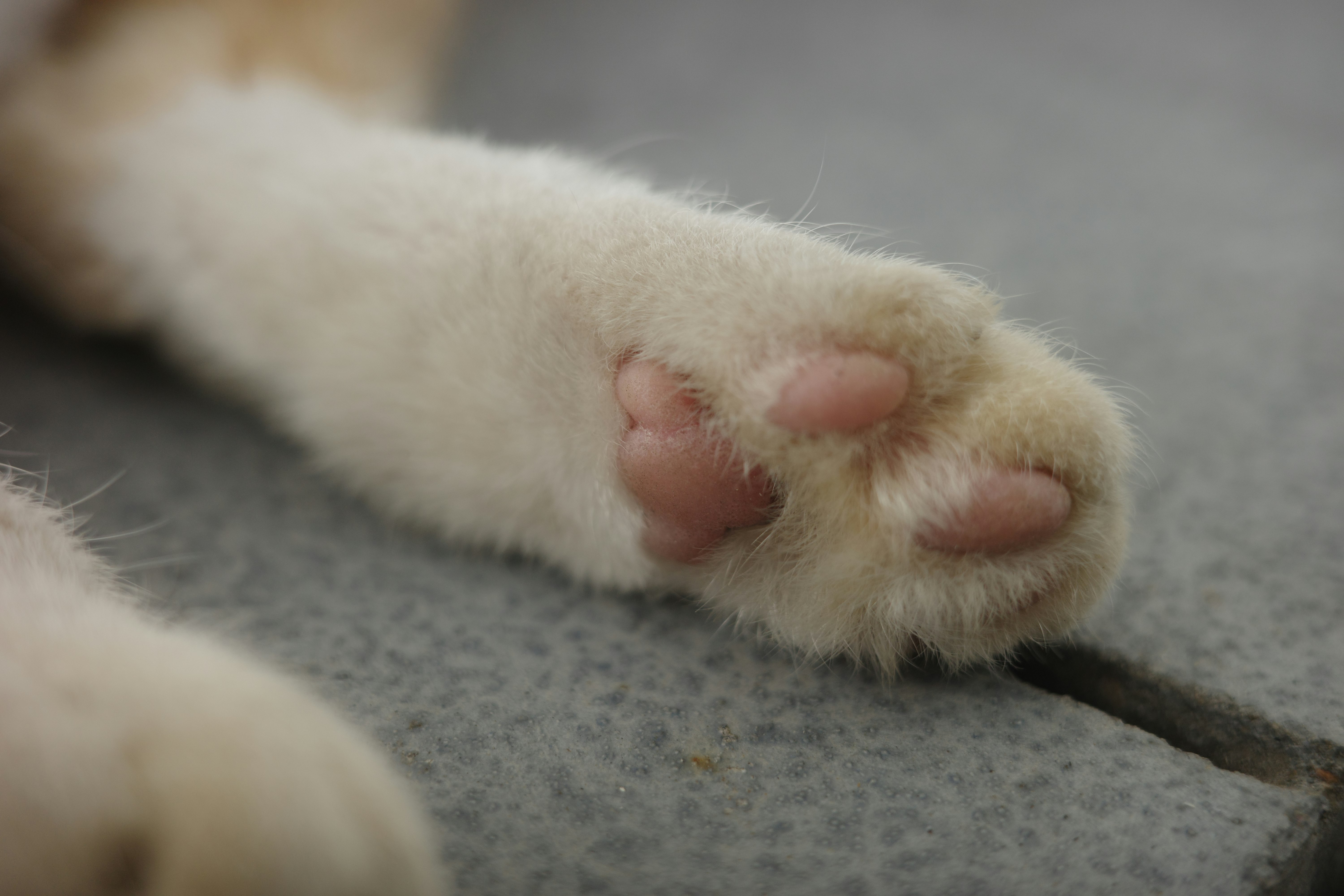 毛並みのある白い猫の肉球のアップ