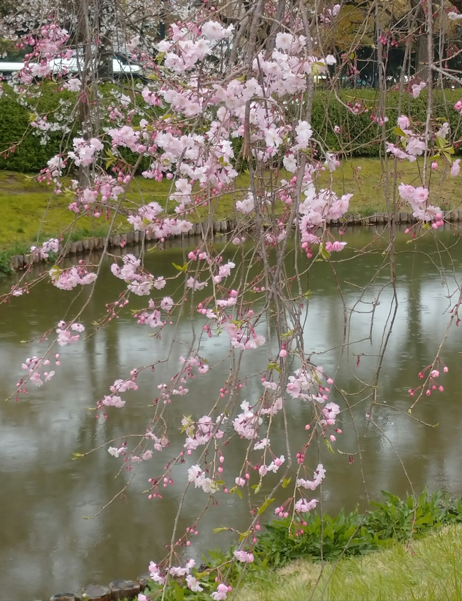 Bellissimi fiori di ciliegio appesi vicino a un corso d'acqua sereno in primavera