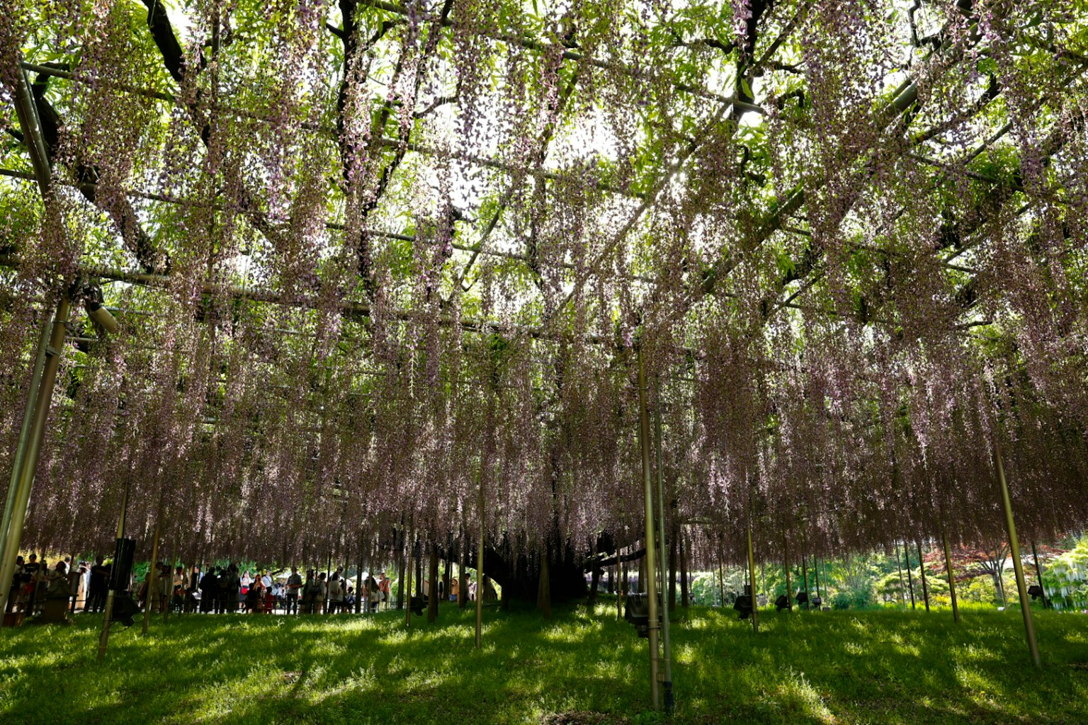 A beautiful view under a canopy of hanging wisteria flowers