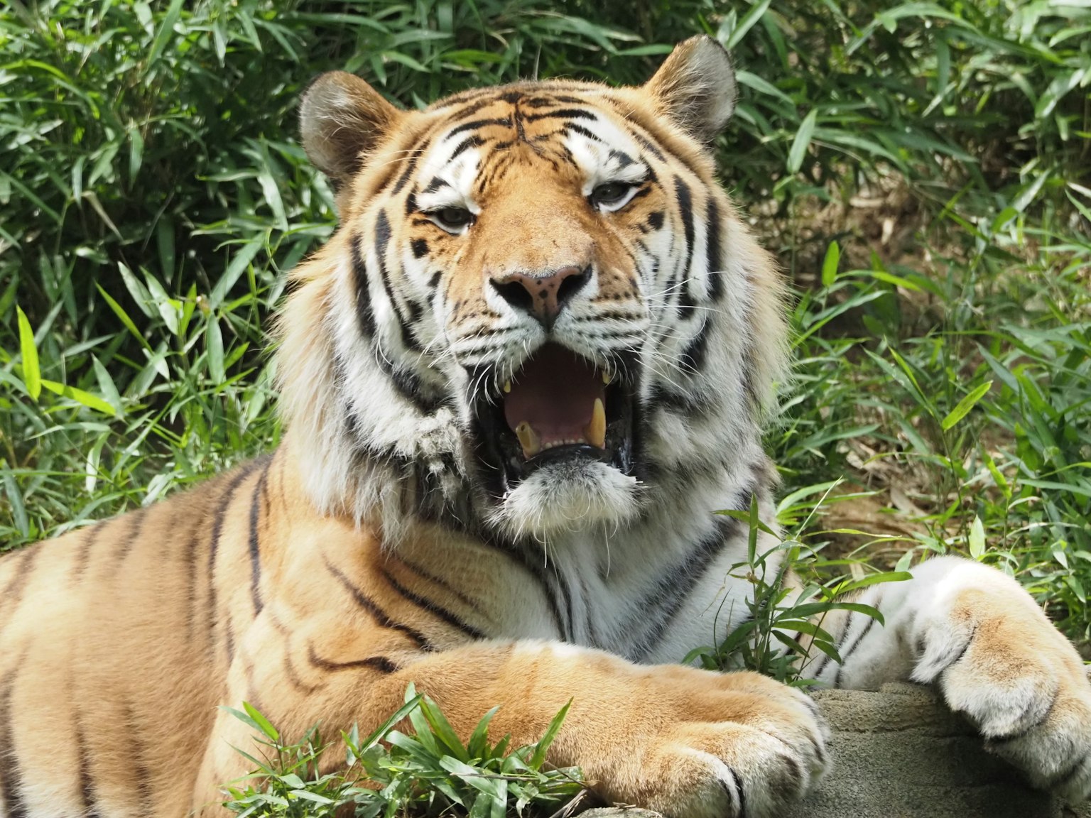 Tigre con la bocca aperta circondato da erba verde