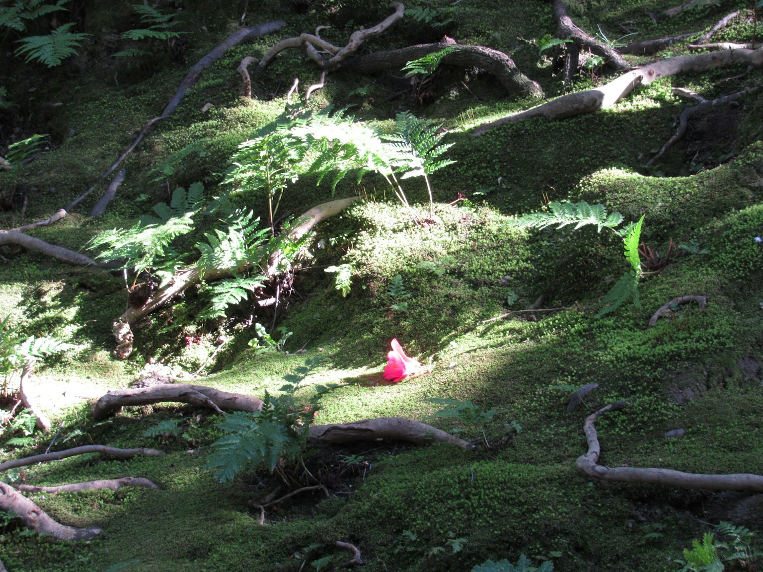 Scène d'un objet rouge dans une forêt avec de la mousse verte et des racines d'arbres