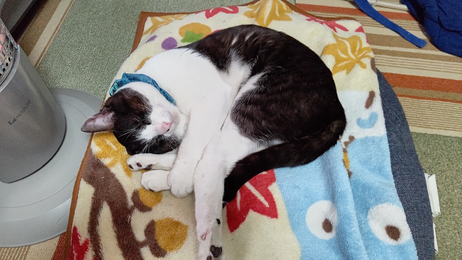 Gatto bianco e nero arrotolato che dorme su una coperta