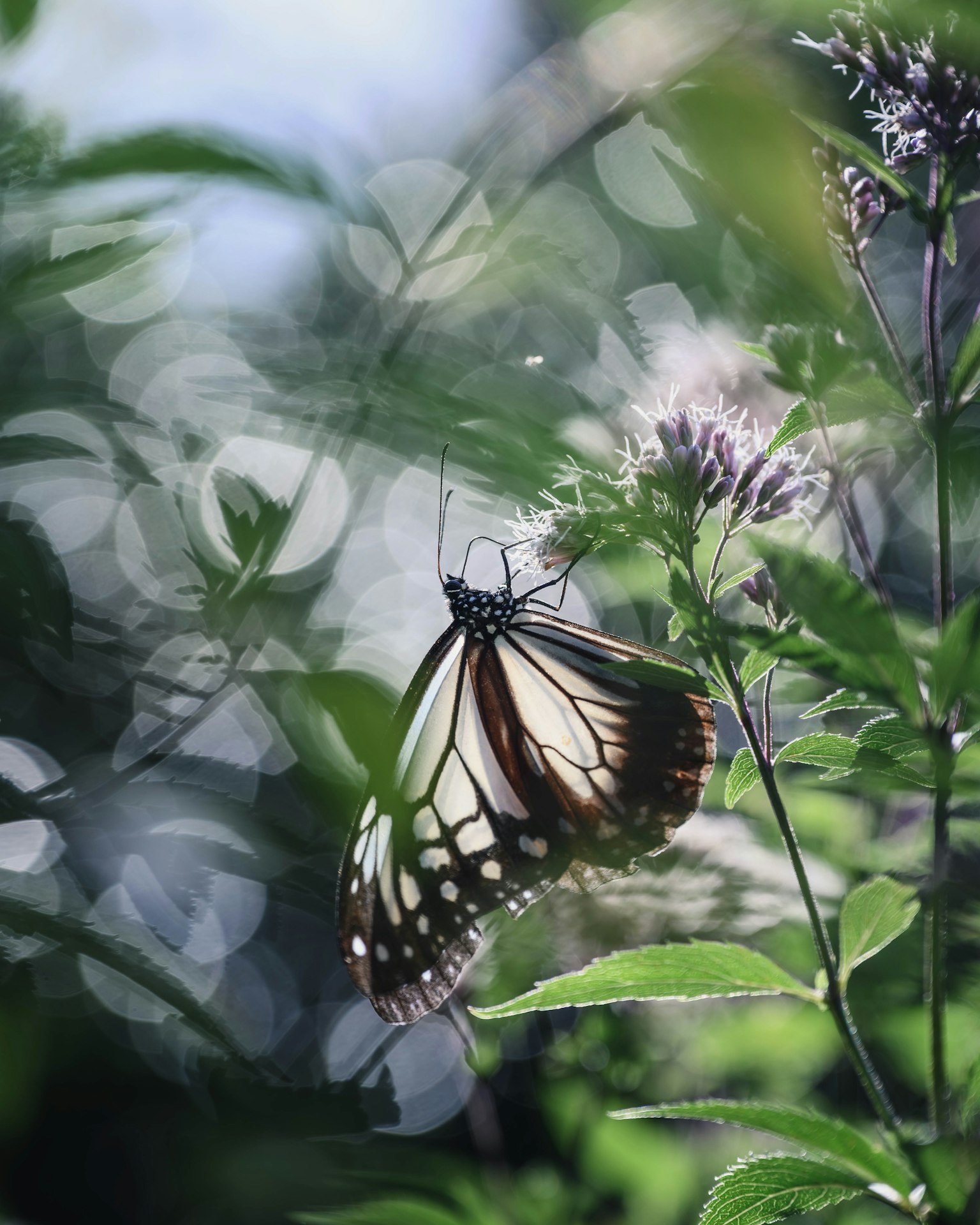 美しい蝶が緑の葉と花の間で舞っている